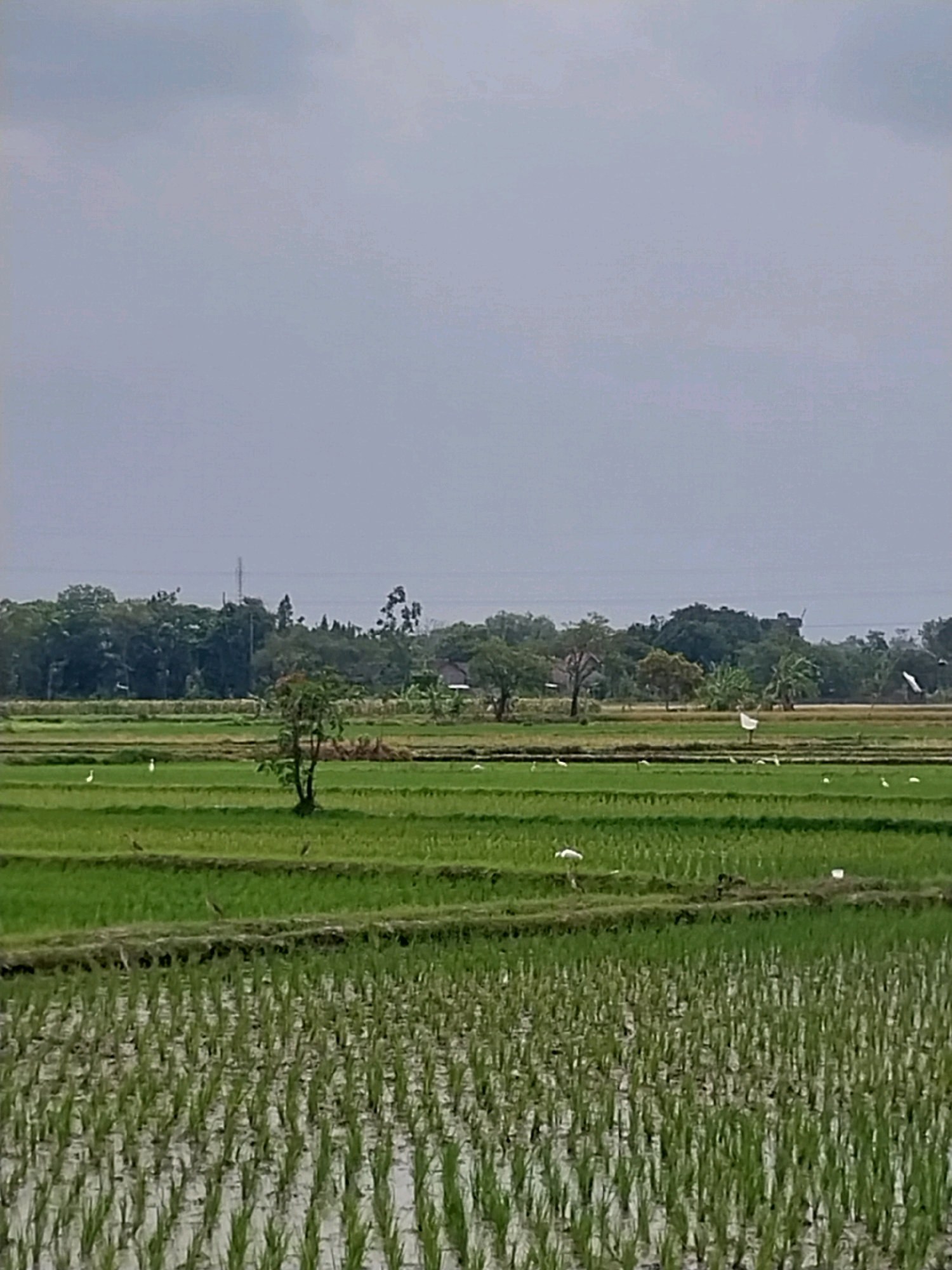 This image captures a wide-angle view of a lush green rice paddy field under a cloudy sky in Cucukan, Indonesia. The foreground is dominated by a waterlogged section of the paddy, where rows of young rice seedlings are submerged in water, reflecting the overcast sky. Beyond this, the field transitions to drier, more mature rice plants, arranged in horizontal terraces that recede into the distance. Several white egrets are scattered across the fields, some standing still in the water, others appearing to be foraging or walking. In the mid-ground, a lone tree with dark foliage stands in the middle of a section of the paddy. Further in the background, a line of dense green trees forms a natural border, with glimpses of rooftops and a tall transmission tower peeking through the foliage, suggesting a small village or settlement beyond the agricultural land. The overall atmosphere is serene and rural, characteristic of a typical Indonesian countryside landscape.