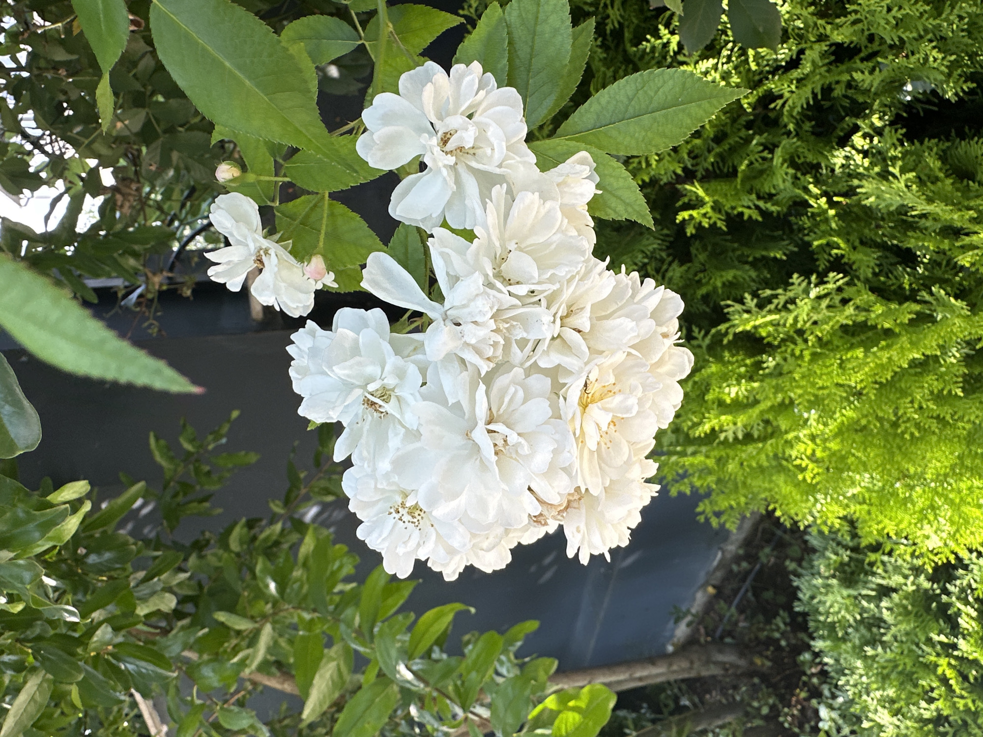 A close-up, vertical shot captures a cluster of delicate white roses in full bloom, their petals slightly ruffled and showcasing subtle yellow centers. Some of the roses are fully open, while others appear as buds, with two small pink buds visible. The flowers are surrounded by lush green foliage, with some leaves catching the sunlight and appearing brighter. In the background, a dark, textured surface, possibly a wall or fence, is visible. Below the roses, vibrant green, feathery bushes create a contrasting texture and color. A slender tree trunk with visible bark is also present in the mid-left of the frame, with shadows cast on the ground. The scene appears to be outdoors, in a garden setting. The presence of a dark, possibly modern wall in the background and neatly manicured greenery suggests an urban garden environment. While the image does not definitively place the scene in Tbilisi, Georgia, such garden aesthetics are commonly found in residential and public spaces throughout the city.