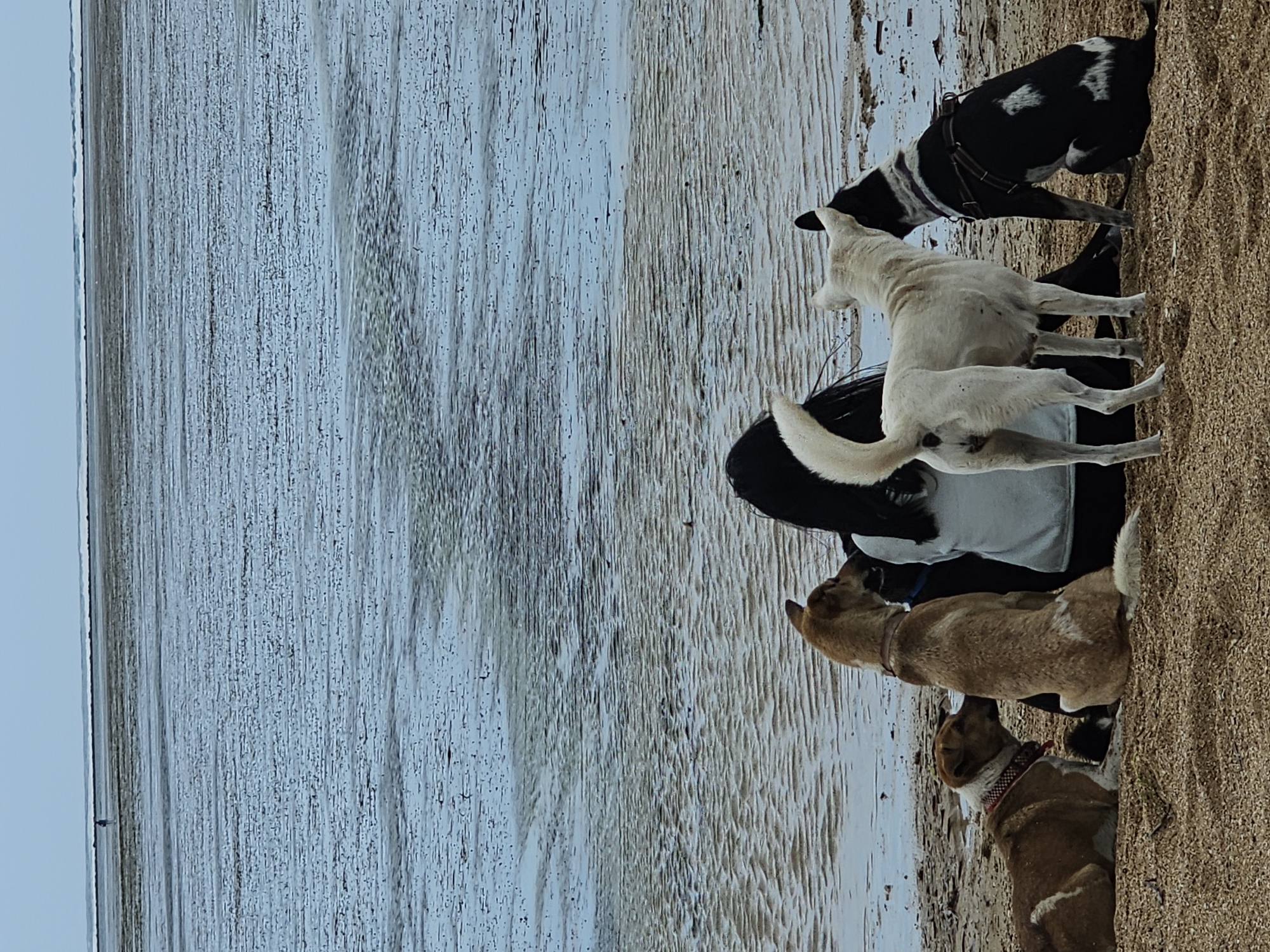 A person with long black hair is sitting on a sandy beach, facing the water. Four dogs are with the person on the beach. From left to right, there is a tan and white dog lying down, a tan dog sitting up, a white dog standing, and a black and white dog sitting up. The beach is wet and appears to be at low tide. In the distance, the ocean stretches to the horizon under a cloudy sky. A single figure is visible walking in the far distance on the wet sand. The scene is likely a public beach in Denpasar, Indonesia, given the typical weather and landscape.