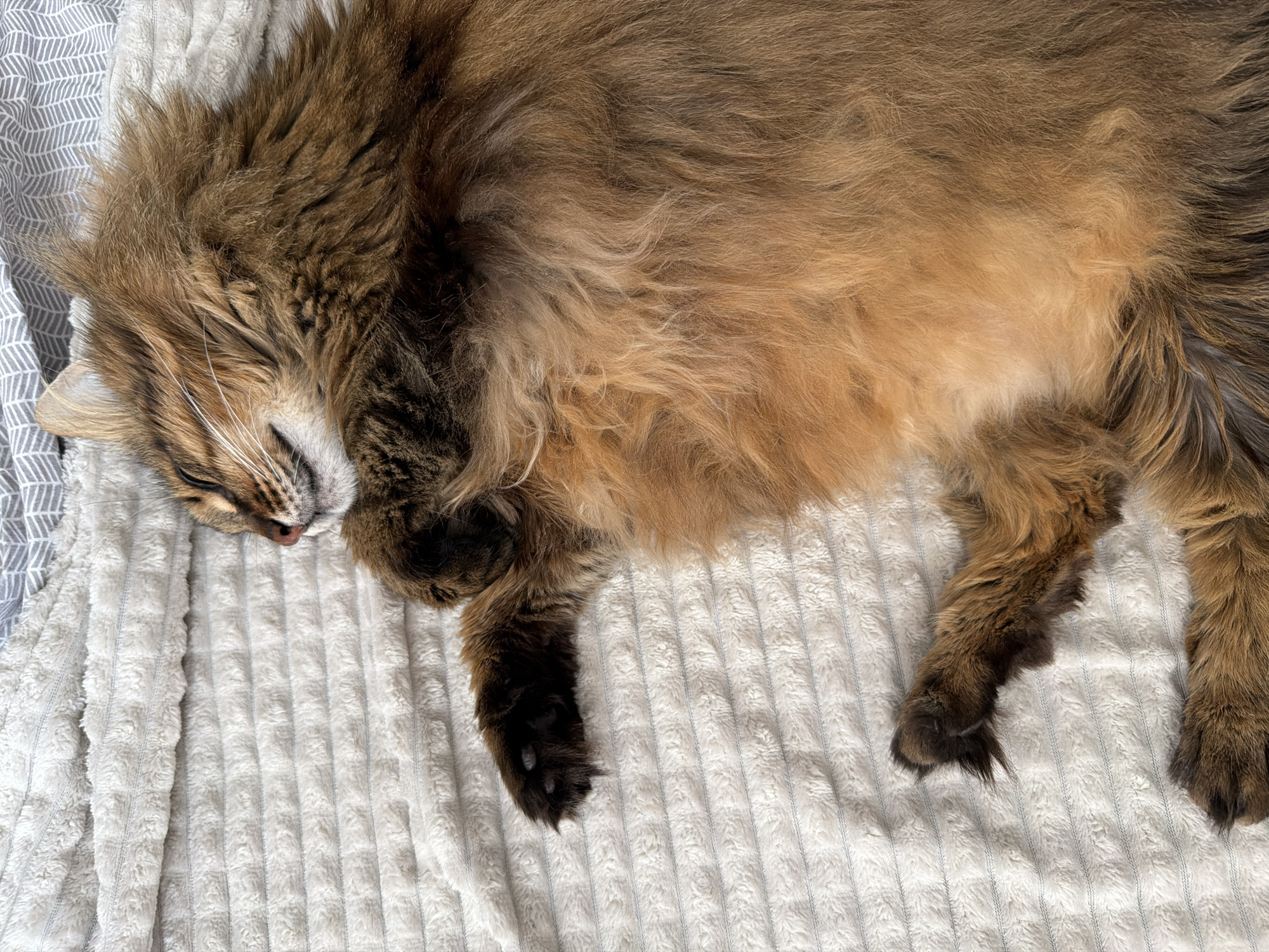 A long-haired, brown and orange cat is sleeping on a textured, cream-colored blanket. The cat is lying on its back with its paws tucked in. The blanket has a ribbed pattern. In the background, a portion of a gray and white patterned duvet is visible. The scene is an indoor setting, likely a bedroom. There is no indication of the location being the city of Kyiv, Ukraine.
