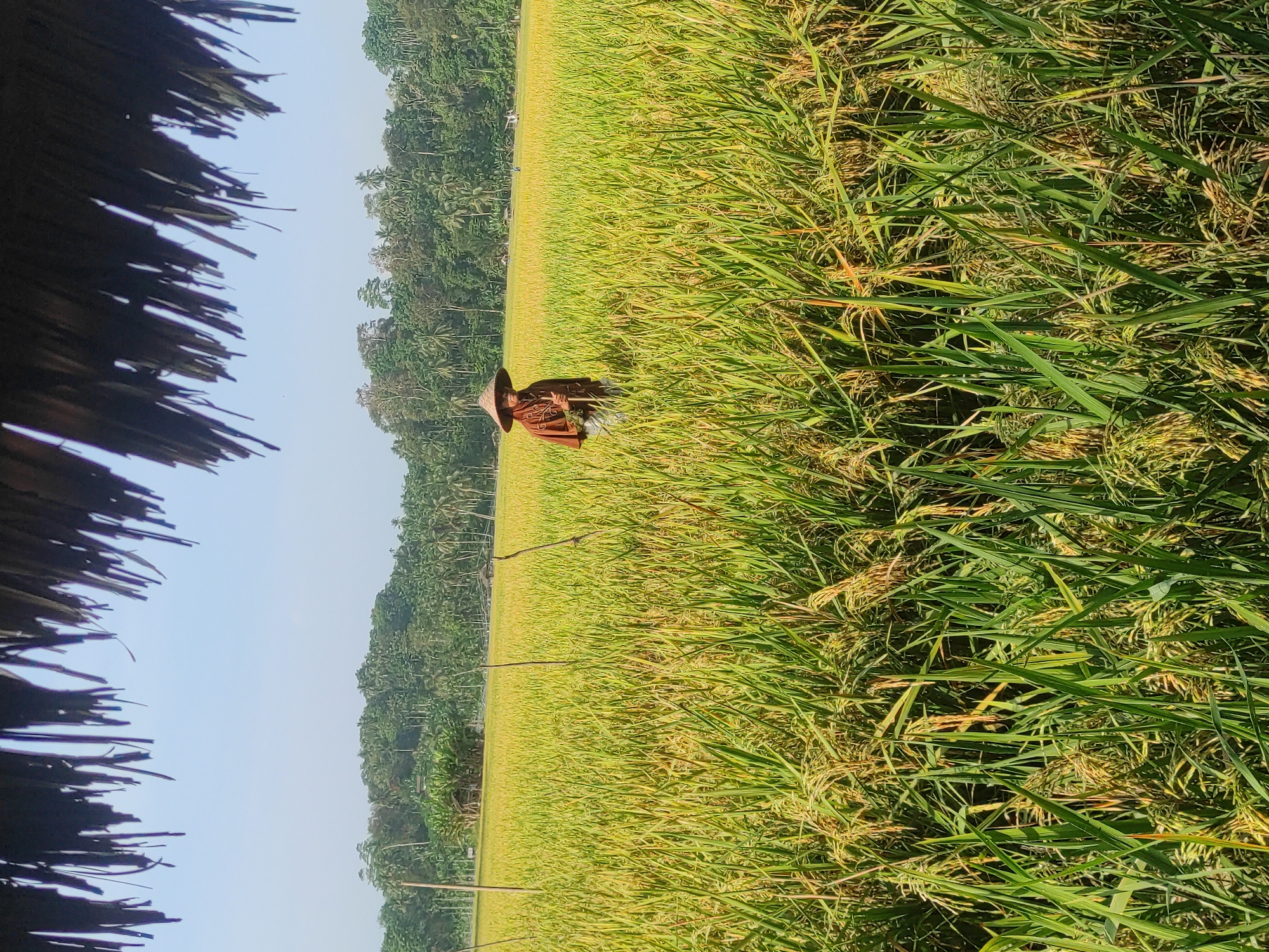 The image depicts a rural scene in Lhokseumawe, Indonesia. A rice field dominates the view, with dense vegetation in varying shades of green and yellow, indicating ripening crops. A farmer wearing a conical Asian hat stands in the field. The horizon features a lush green forest bordering the rice field. In the foreground, the corner of a thatched roof is visible, suggesting the viewpoint is under a shelter. The sky is a clear, pale blue.