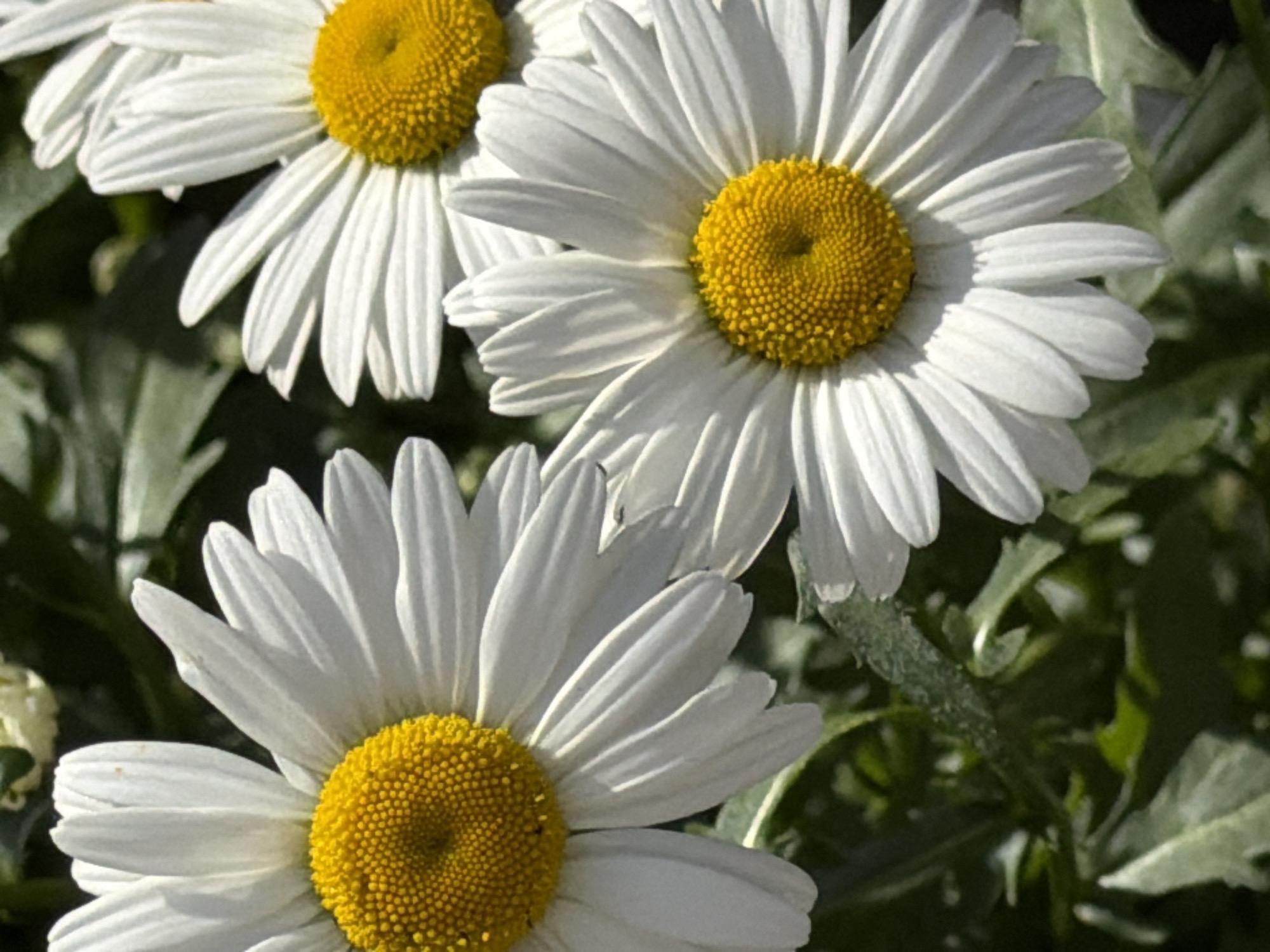 This media file features a close-up shot of several white daisies with bright yellow centers, set against a backdrop of green foliage. The daisies are the primary subjects, with three fully visible blooms and parts of others. The foreground is dominated by a large daisy, its white petals radiating outwards from the textured yellow center. To the left and slightly behind, another daisy is partially visible. In the upper portion of the image, a third daisy is seen, also in profile. The lighting suggests it is daytime, with sunlight casting subtle shadows on the petals and highlighting their delicate textures. The background is softly blurred, emphasizing the flowers and creating a sense of depth. The overall impression is one of natural beauty and tranquility, evoking a warm, sunny day in a garden setting. The image appears to be a photograph taken in Izhevsk, Russia, though no specific landmarks or text are visible to confirm this.