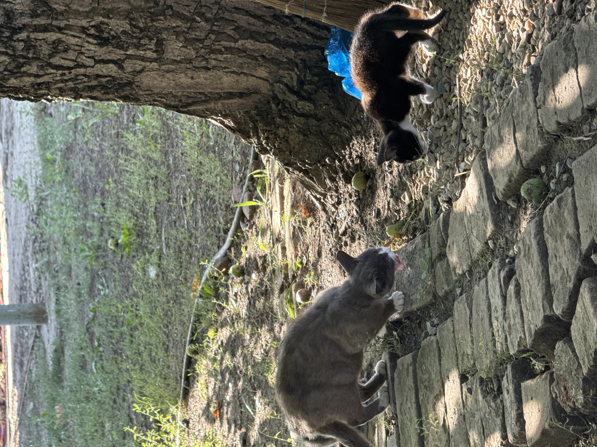 Two cats are on a stone path near a tree in Taganrog, Russia. One cat, a gray tabby with white paws and a white chin, is on the path, leaning down to lick something off a stone. The other cat, a black and white kitten, is on the rocky ground beside the path, also appearing to sniff or lick the ground. Greenish-brown fruits are scattered on the ground around them. A broom and a bright blue plastic bag are leaning against the tree trunk. The background consists of dry grass and dirt, with dappled sunlight indicating a sunny day.