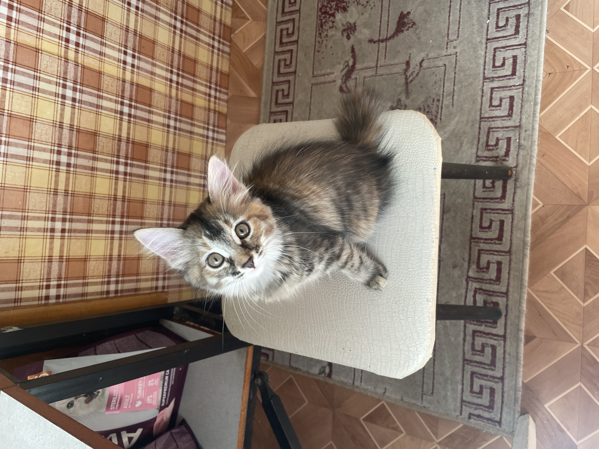 A kitten sits on a stool, looking up at the camera. The kitten is a tortoiseshell pattern with gray, brown, and orange fur. It has large, round eyes and pointy ears. The stool is covered in a textured cream-colored fabric. Behind the stool, there is a patterned curtain and a bag of cat food. The floor is tiled. The scene appears to be indoors, likely in a home.