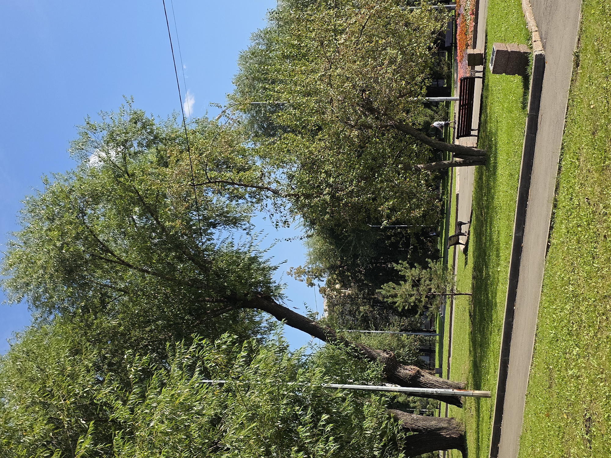This image captures a serene park scene on a clear, sunny day. Lush green grass carpets the ground, interspersed with paved pathways and bordered by vibrant flowerbeds. Towering trees with dense foliage dominate the landscape, providing ample shade. In the background, buildings are partially visible through the trees. Two park benches are strategically placed for relaxation, with one occupied by a person walking by. A small pine sapling adds a touch of natural beauty. The scene is likely situated in a park within Chelyabinsk, Russia, given the context.