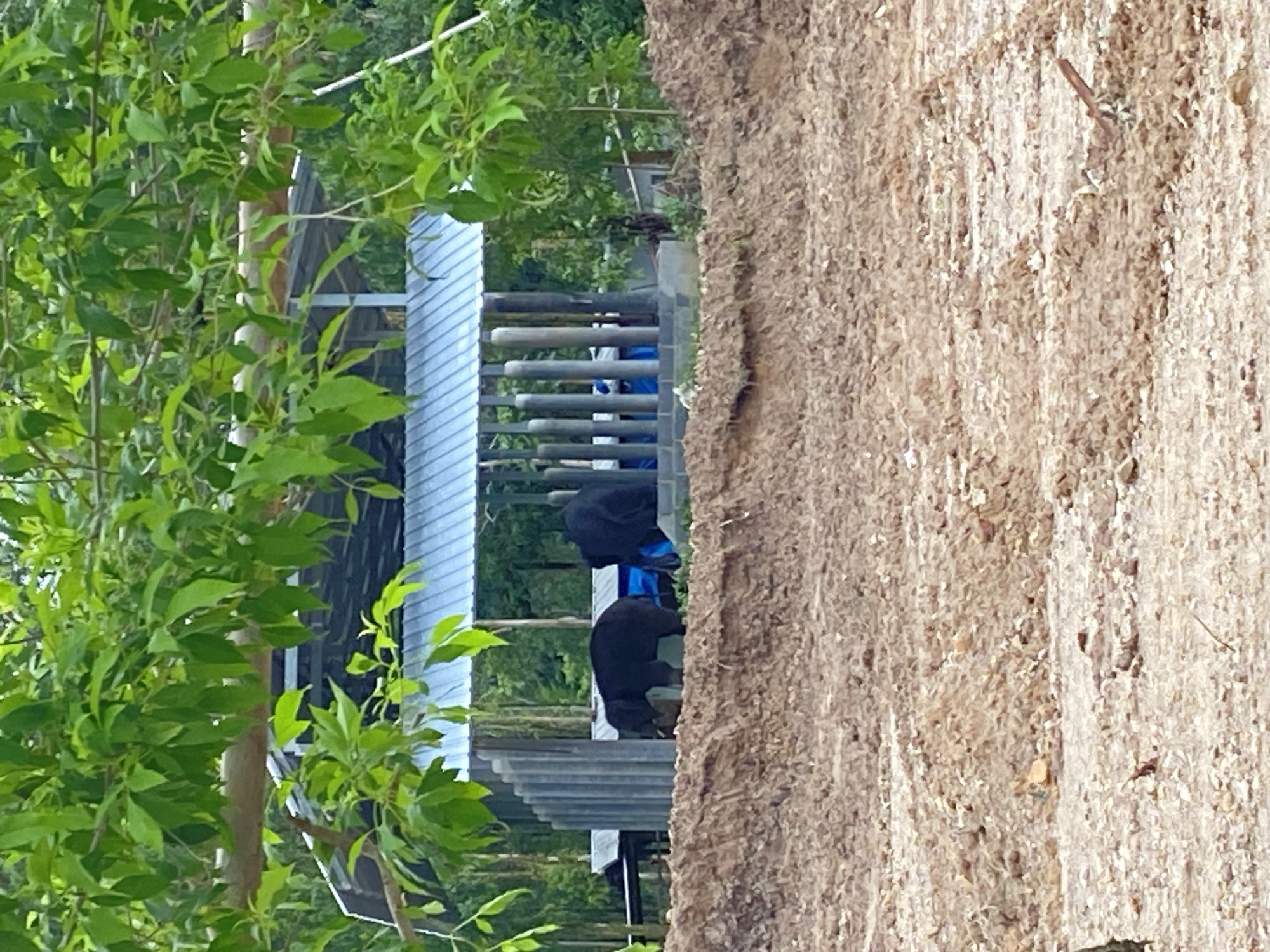 A photograph taken outdoors in Choeng Thale, Thailand shows what appears to be a structure of horizontal gray beams underneath a corrugated roof. A dark-skinned person is bent over, seemingly working on the structure. Part of the structure is adjacent to the trunk of a large tree. The leaves of trees and foliage are visible on the left side of the photograph.