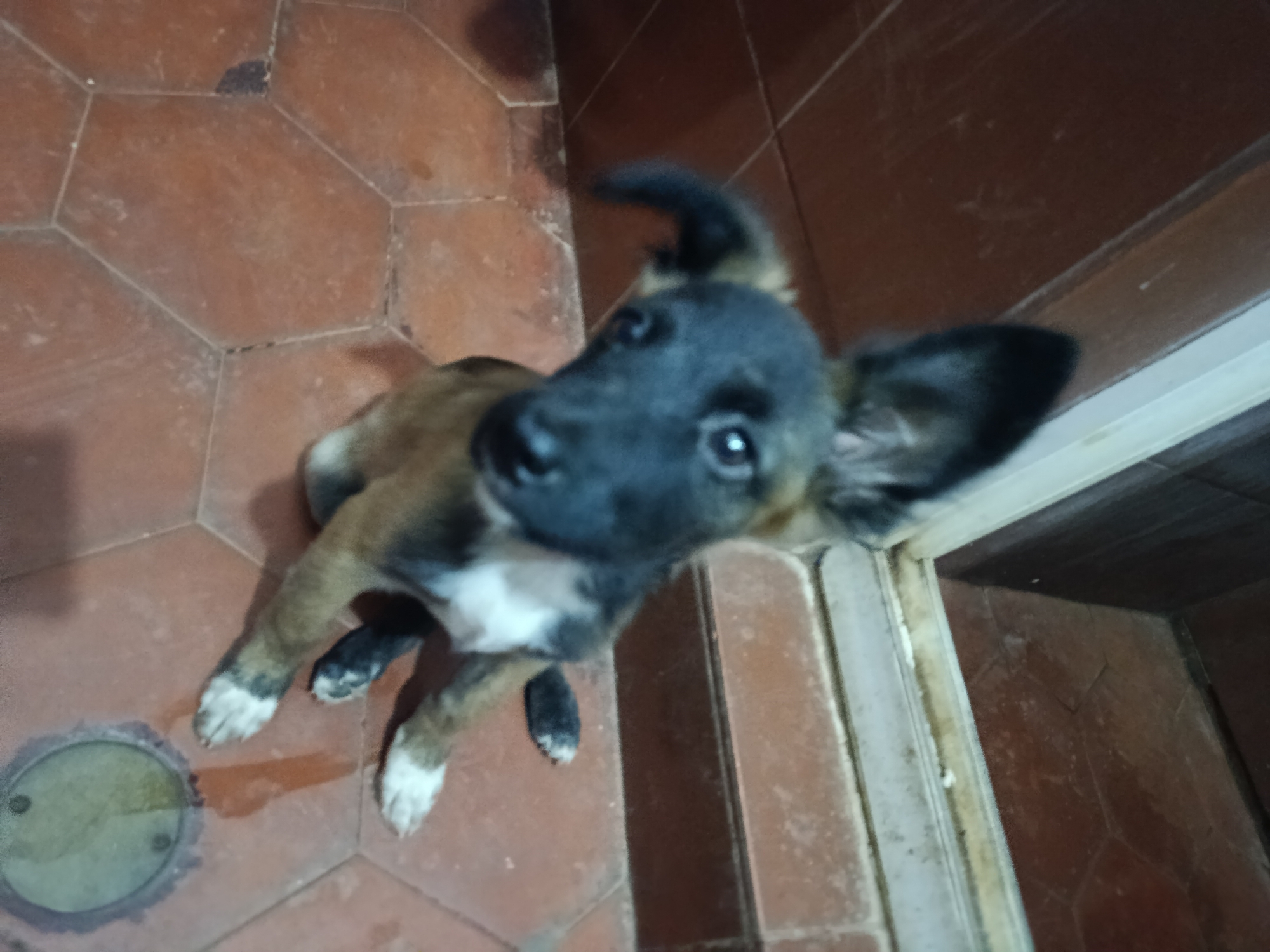 A medium-shot, upward-angled photograph depicts a young dog indoors. The dog has a black muzzle and head, with brown fur on its body and white markings on its paws. It is sitting on a floor covered in hexagonal terracotta tiles. To the right of the dog is a doorway with a white frame. The background behind the doorway features more terracotta tiles on the wall. A circular drain is visible in the lower left of the frame. The location is within a building located within the city of Juan Griego, Venezuela. No people are visible. The dog is looking upwards toward the camera.