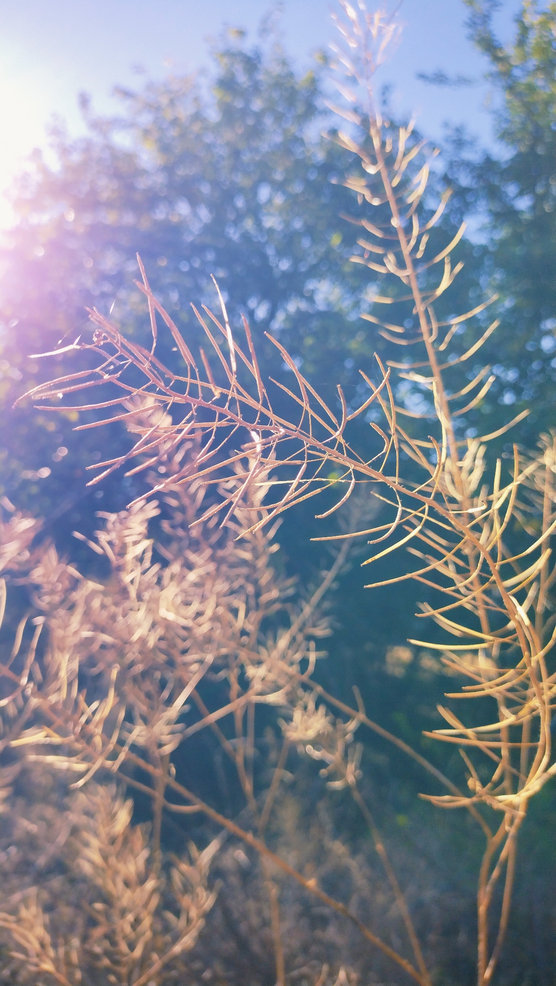 The image is a close-up, low-angle shot of dried, brown seed pods or flower stalks against a blurred background of green foliage and blue sky. The foreground is dominated by these thin, skeletal plant structures, with a bright lens flare effect from the upper left corner casting a pinkish-purple light across the scene. The plant in the center right is in sharp focus, while other similar plants in the foreground and background are progressively more out of focus. The overall impression is one of nature in a dried or dormant state, bathed in sunlight. There are no people, animals, or man-made objects visible. The image does not provide any specific clues to its location within Horishni Plavni, Ukraine, or any other city.