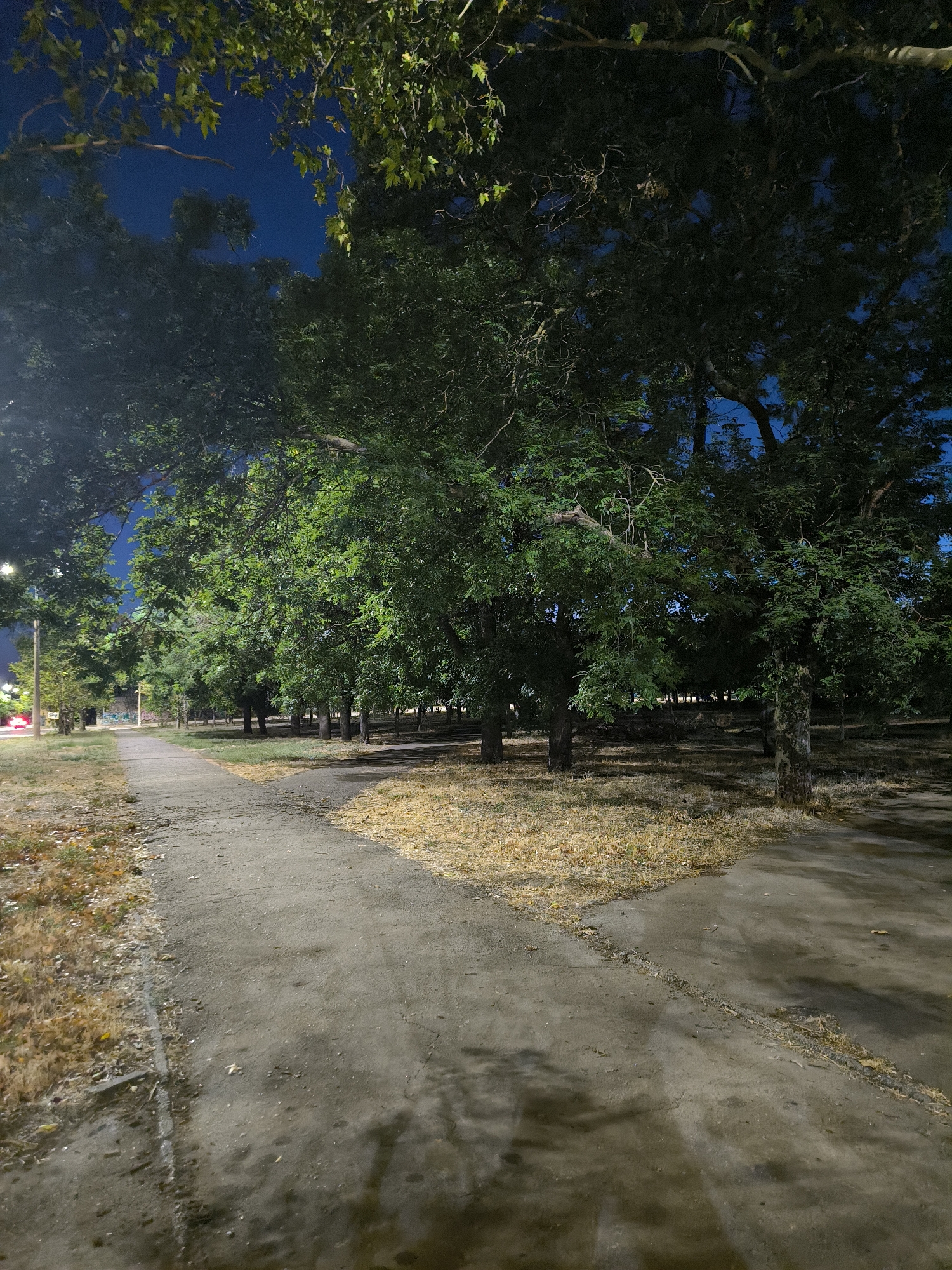 The image shows a park at night in Mykolaiv, Ukraine. A paved path splits into two directions, leading through a wooded area with mature trees. The ground is covered with dry grass and fallen leaves. The sky is dark blue, indicating it is nighttime. Streetlights are visible in the distance, casting a soft glow on the path. The overall scene is tranquil and natural.