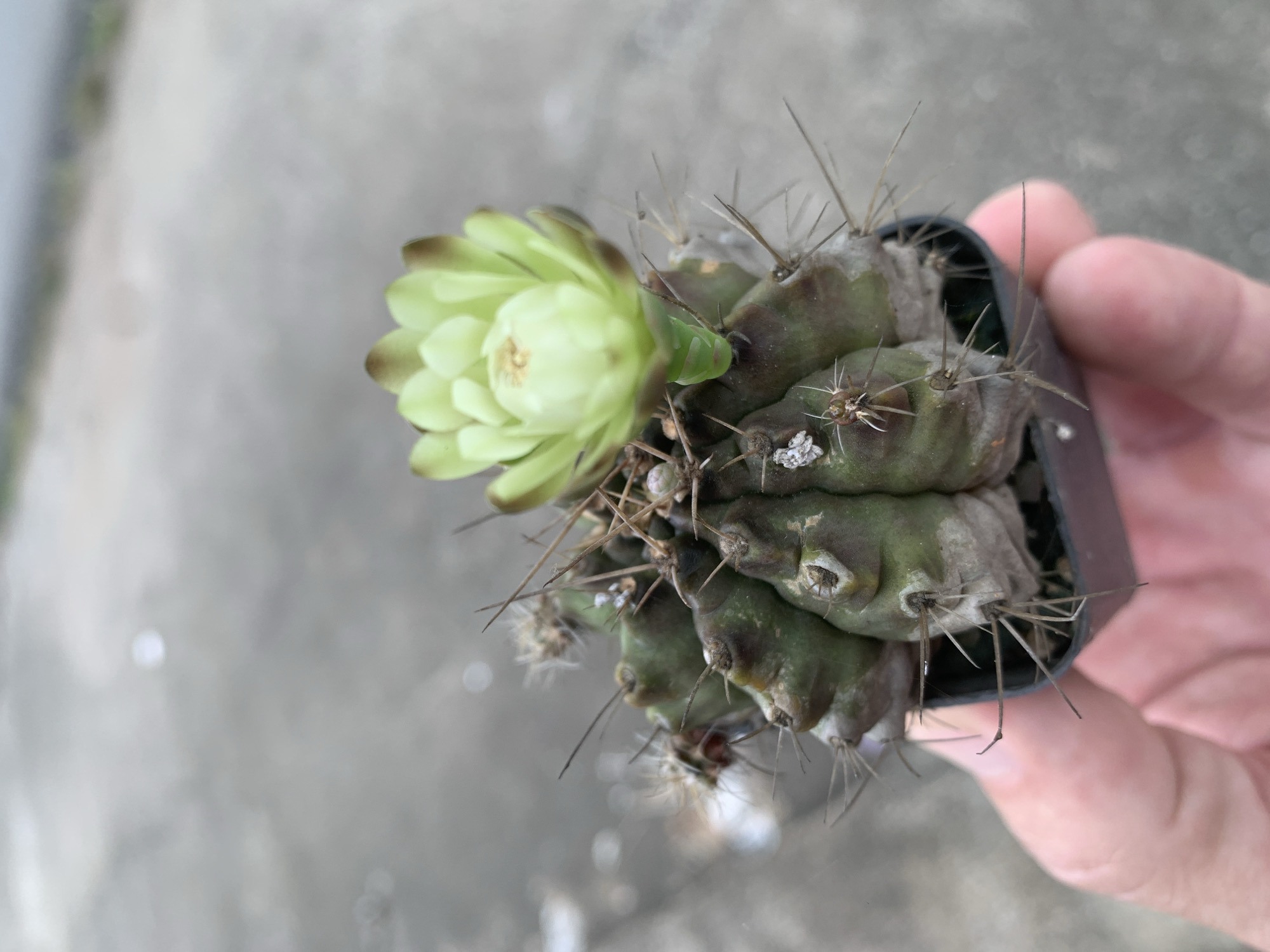 A hand holds a small potted cactus with a pale green flower blooming on top. The cactus is dark green and ribbed, with sharp spines protruding from its surface. The background is a blurred, grey, outdoor surface that appears to be concrete or pavement. The image was taken in Ban San Ton Kok, Thailand.