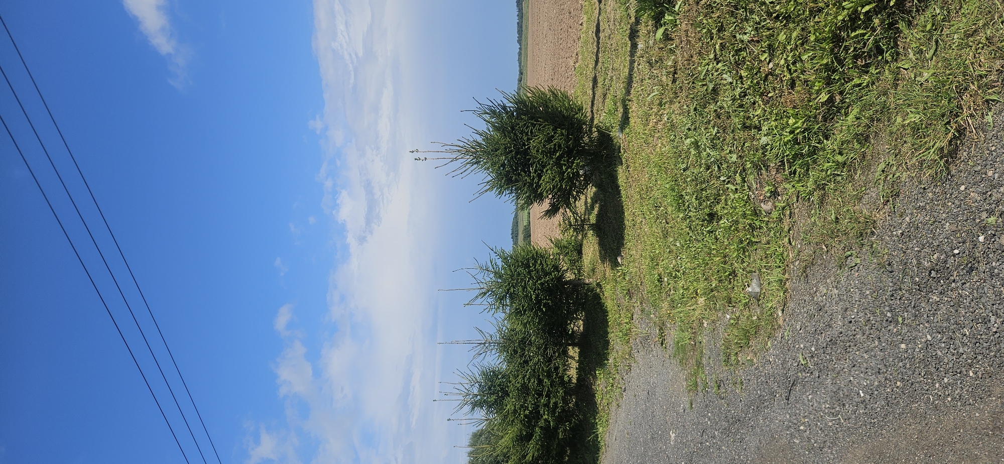 The image depicts an outdoor scene with a clear blue sky and scattered white clouds. In the foreground, a gravel path curves along the left side of the frame, bordered by green grass and some scattered weeds and rocks. A row of several small evergreen trees stands to the right of the path, with one larger evergreen tree prominently positioned in the mid-ground. In the background, a field of tilled brown earth stretches to the horizon, beyond which are faint trees and a hazy sky. Overhead, three dark power lines are strung across the upper portion of the image. The scene appears to be a rural or semi-rural area, possibly on the outskirts of Liozna, Belarus, given the presence of fields, trees, and overhead power lines indicative of such a location. There are no people or animals visible in the image.