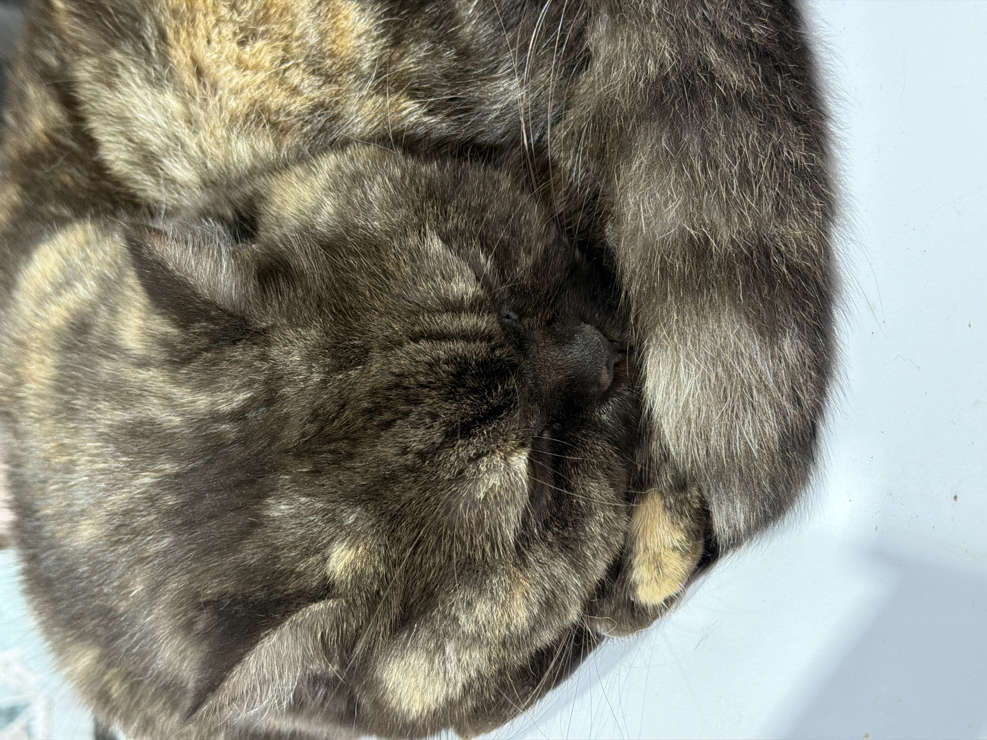 The image shows a close-up of a tortoiseshell cat curled up and sleeping. The cat's head is visible on the left, with its nose and closed eyes prominent. The fur is a mix of black, brown, and tan colors. The cat is lying on a white surface. There is no indication of the city of Chaikovsky, Russia, or any other location. There are no people present in the image.