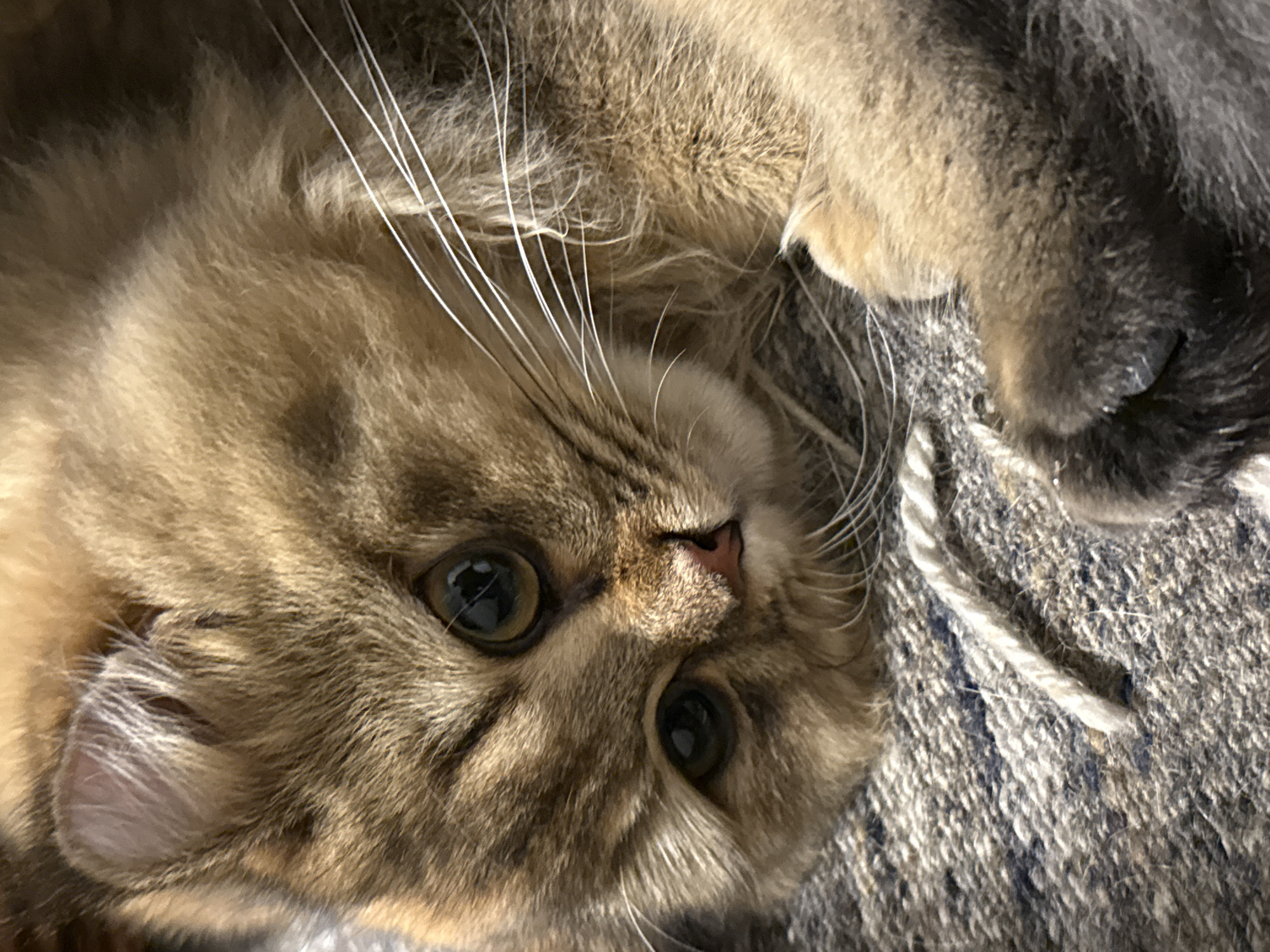 A tan and grey cat with green eyes lies on a grey and white woven blanket. The cat's head is tilted, and its whiskers are visible. The cat's paw is visible. The location is unknown and cannot be determined from the image.