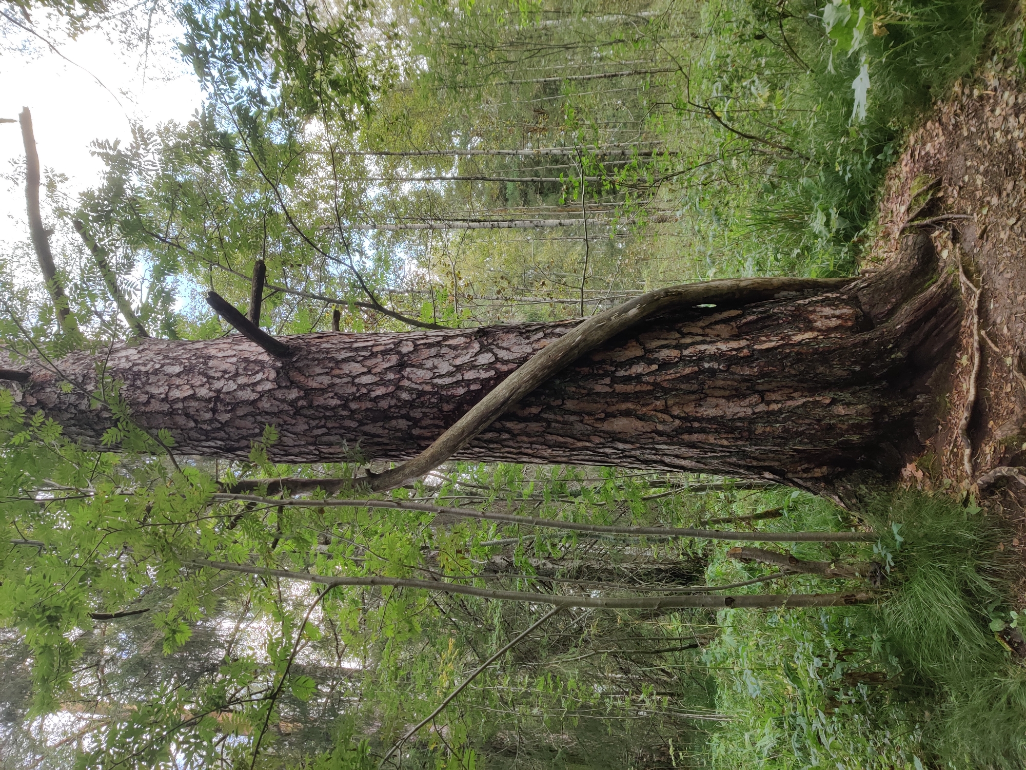 A tall, thick pine tree with dark, textured bark stands in the foreground of a forest. A thinner, lighter-barked tree's trunk has grown around and up the side of the pine. The ground around the base of the pine is covered with fallen leaves and exposed roots. To the left of the main pine, several younger, slender trees with green leaves are visible, and the forest floor is densely covered in green grass and other low-lying vegetation. In the background, numerous tall, thin trees with pale bark create a dense forest environment extending into the distance. The sky is partially visible through the canopy, appearing overcast with patches of lighter sky. This scene is located in Bazhukovo, Russia.