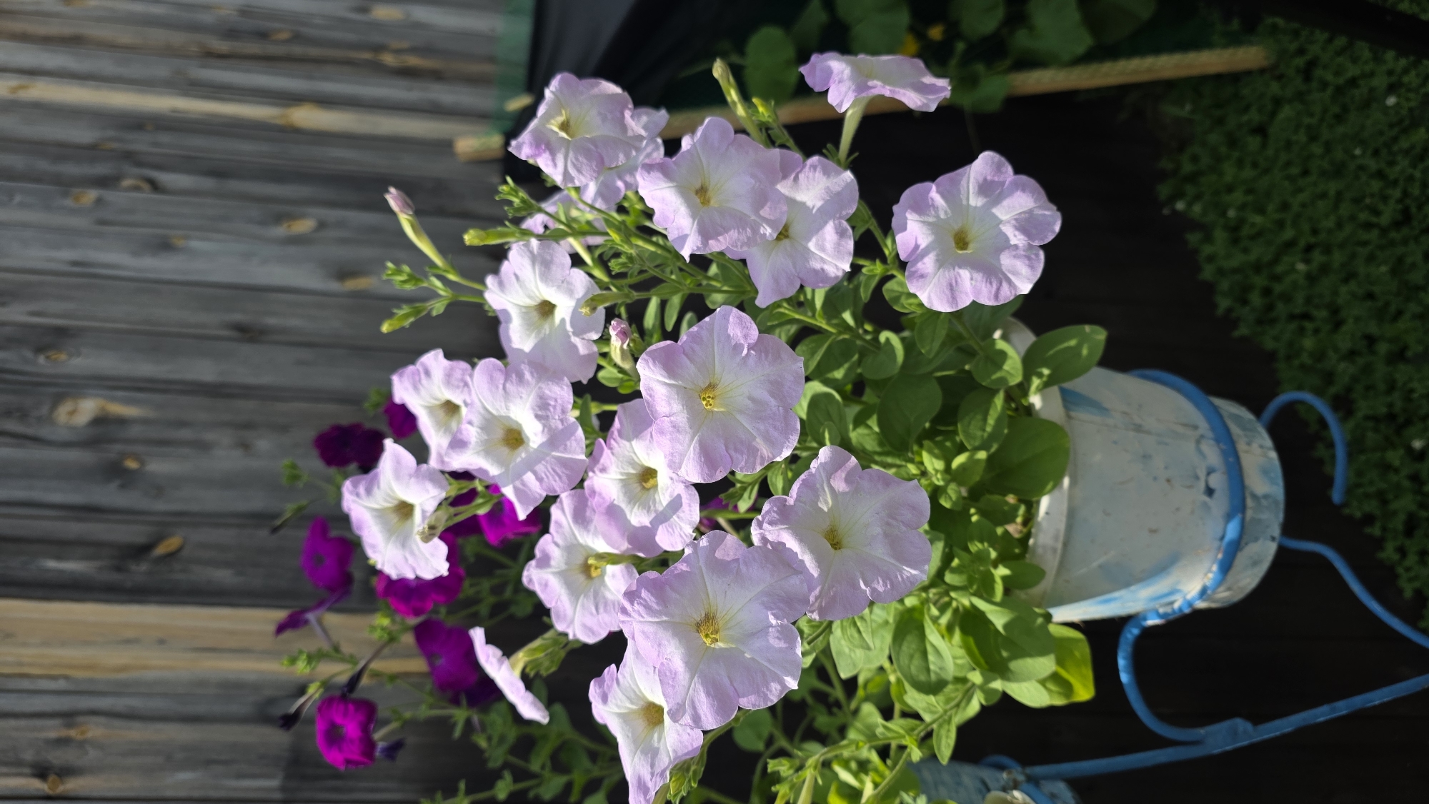 In Ларичиха, Russia, a close-up shot captures a potted petunia plant with numerous light purple and white flowers. The petunias are in full bloom, with some flowers displaying prominent yellow centers. They are situated in a white pot with blue accents, which is held by an ornate blue metal stand. In the background, a weathered wooden fence with vertical planks provides a rustic backdrop. The lower right portion of the image shows dark green ground cover. The lighting suggests a sunny day, casting natural shadows. No people or animals are present in the scene.