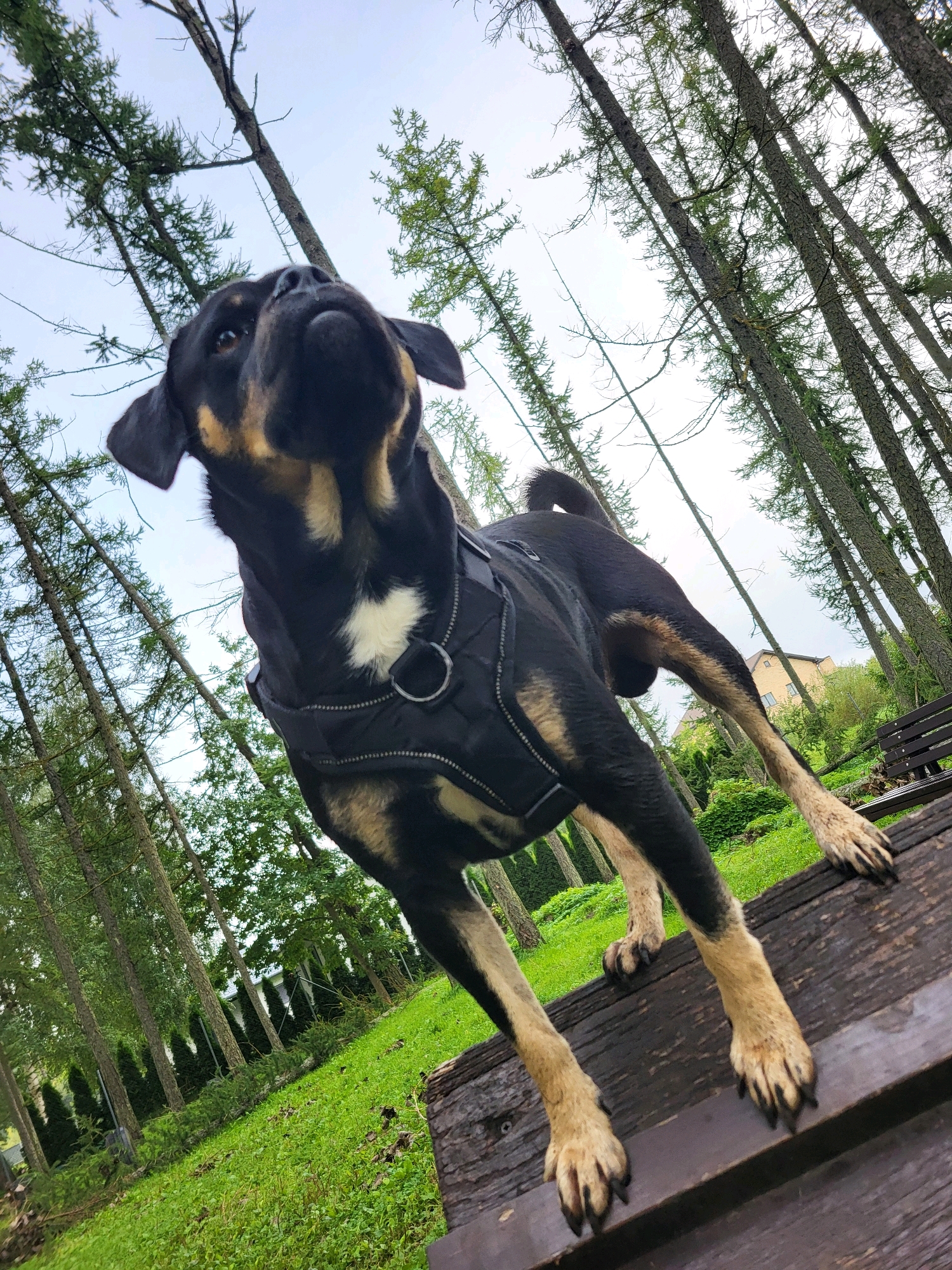 A medium-sized dog, predominantly black with tan markings on its legs and chest, stands on a wooden surface. The dog is wearing a black harness with a silver D-ring. Its head is tilted upwards, looking towards the sky. The background consists of tall, slender trees that lean in from the sides, creating a sense of perspective. The ground is covered in green grass. The sky is overcast. A wooden bench is visible in the middle ground to the right of the dog. A building with a light-colored facade and a tiled roof is visible in the far background. This image was taken in Jelgava, Latvia.