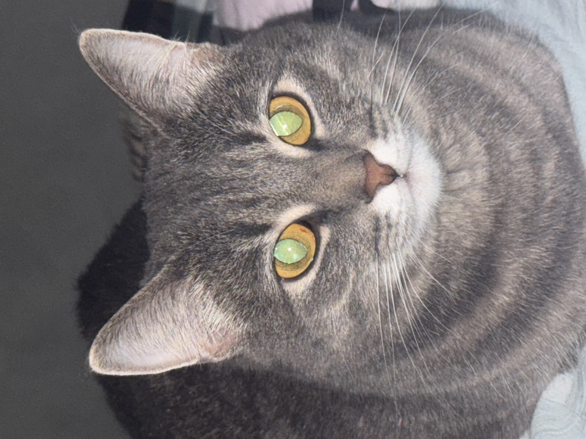 A domestic short-haired cat, identified as a grey tabby, is positioned centrally in a close-up, head-on portrait within an indoor setting in Chaikovsky, Russia. The animal features prominent bilateral retroreflection in its large, round pupils, appearing as vibrant green, surrounded by an orange-yellow iris. Its fur is grey with visible darker tabby markings, including faint stripes on the forehead and body. A small, pinkish-brown nose is located centrally below the eyes, and numerous white vibrissae extend outwards from the muzzle. Both ears are erect and pointed. The background is dark and indistinct, suggesting low light conditions, while the foreground reveals a light-colored, textured surface beneath the cat. The cat's gaze is directed forward, engaging the observer.