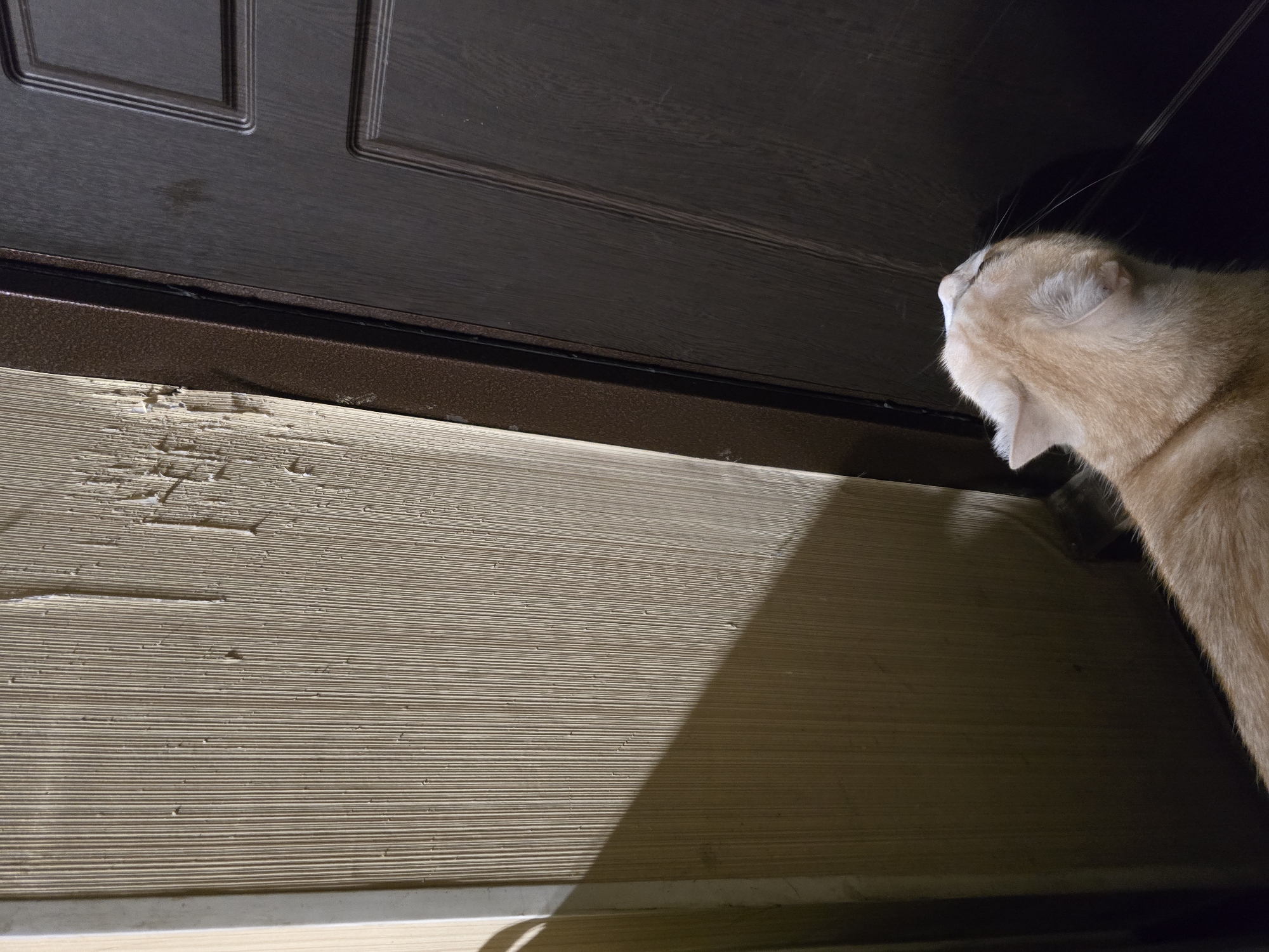 A light-colored cat with orange fur is positioned in the lower right quadrant of the image, facing a dark brown door. The cat's head is tilted upwards, with its nose close to the door's surface. The background consists of a textured, light-colored wall to the left of the door, exhibiting signs of damage with peeling material. A shadow is cast on the wall from the left. The scene appears to be indoors, possibly in a hallway or near an entrance.
