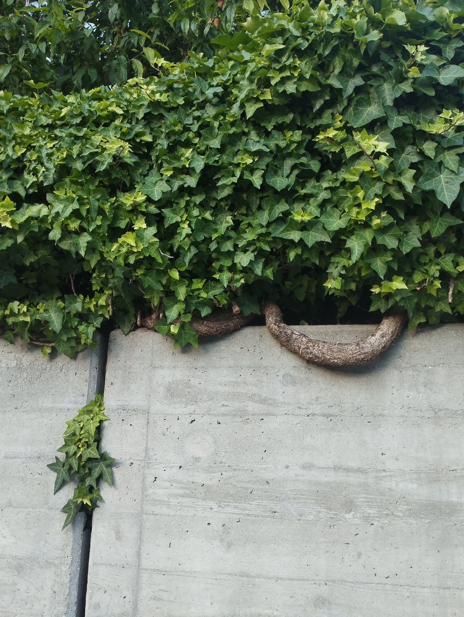 An overhead shot shows a thick wall of green ivy covering the top of a light grey concrete wall. The ivy has broad, dark green leaves, some of which are lighter green, indicating new growth. A thick, woody vine from the ivy is curved over the concrete wall, with its rough bark visible. To the left, a thin vine of ivy with smaller, lighter green leaves grows out of a crack in the concrete wall. The concrete wall is composed of rectangular slabs, and the crack extends vertically down the wall. The environment is outdoors, with trees visible in the upper portion of the image.