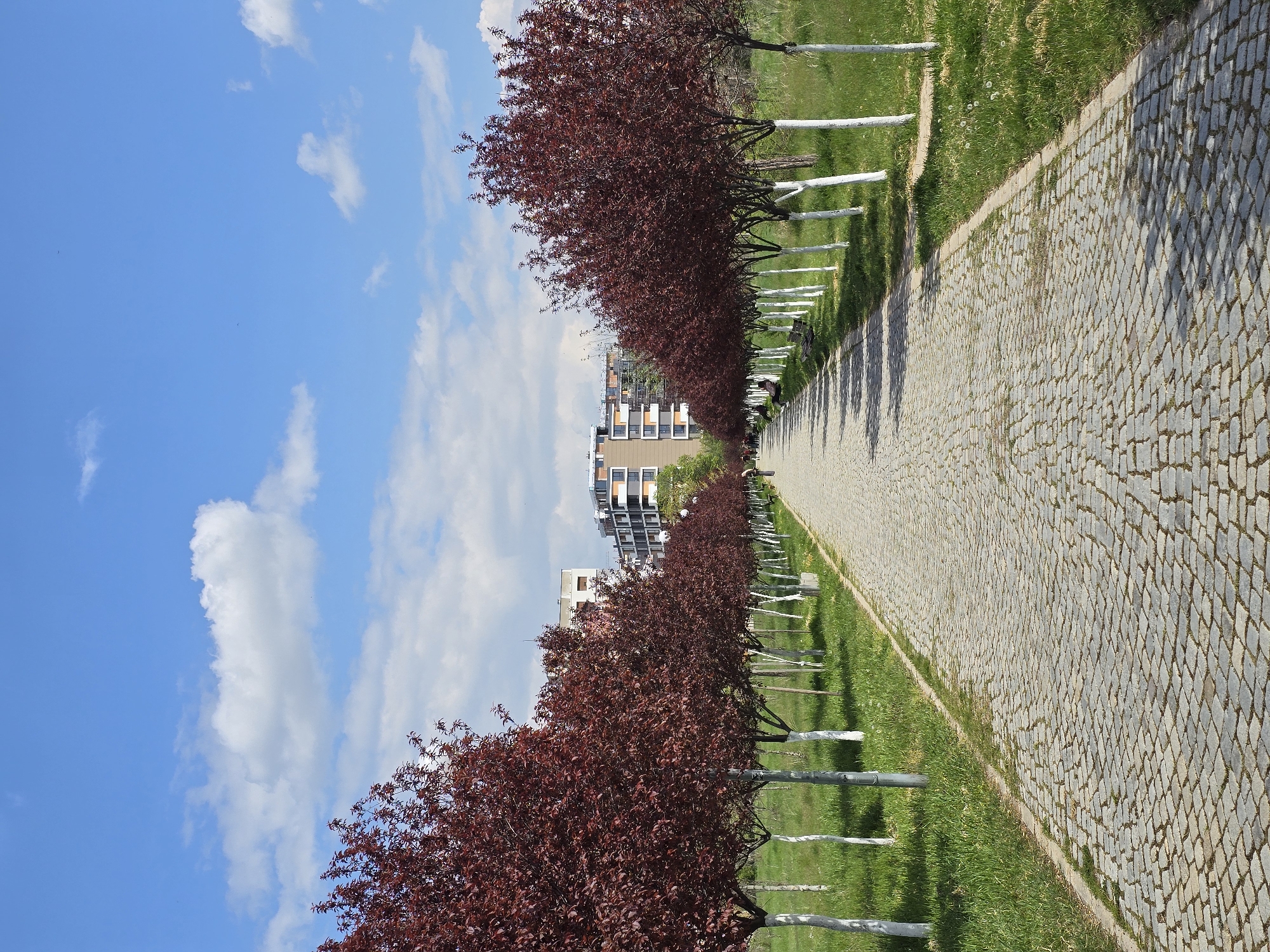 The image shows a pathway in an urban park setting. The pathway is made of grey cobblestones and is flanked on both sides by a row of trees with dark red foliage and white-painted trunks. To the left of the trees is a clear blue sky dotted with fluffy white clouds. In the distance, a modern apartment building can be seen. The grass on either side of the pathway is green, and the overall lighting suggests a sunny day.