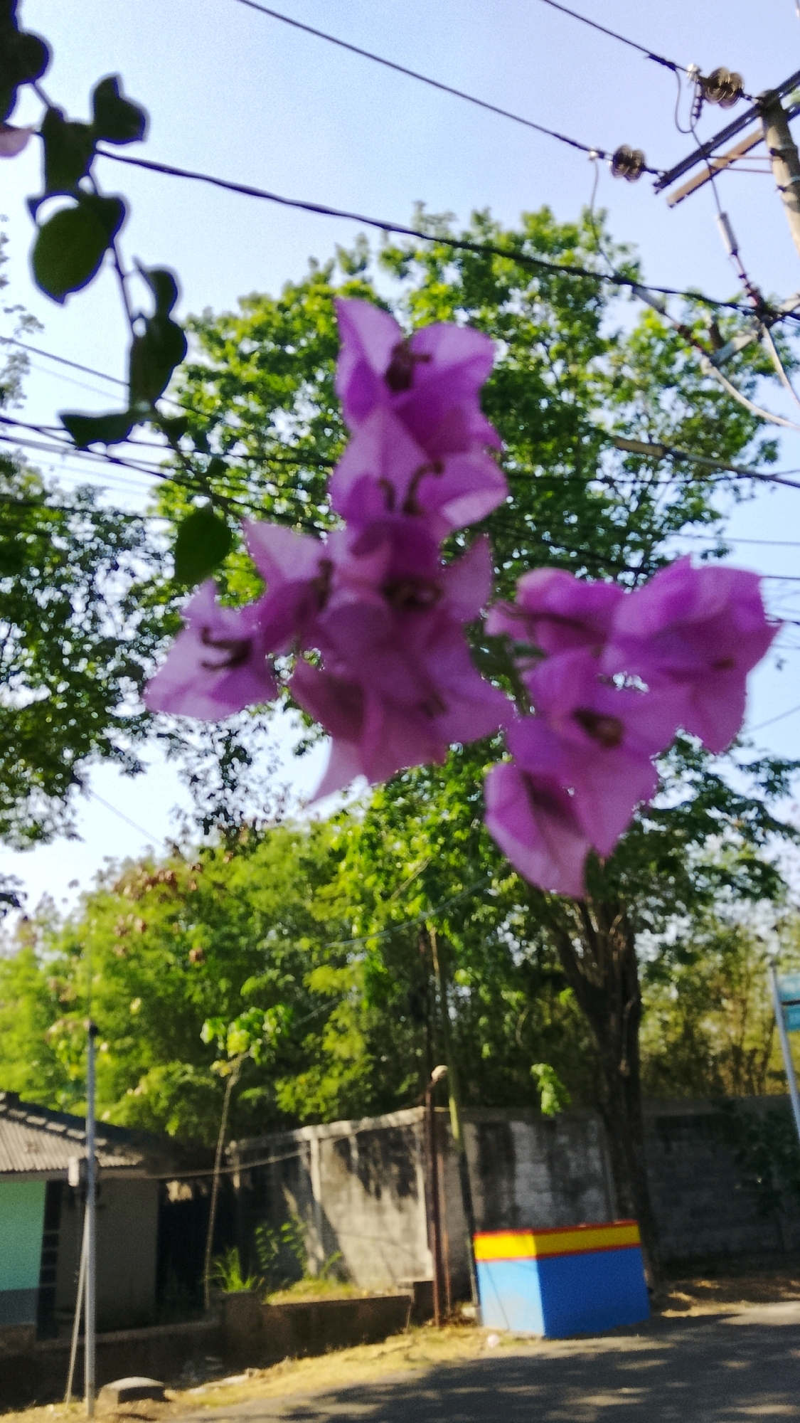 In Tlogobendung, Indonesia, a close-up, low-angle shot captures a cluster of vibrant purple bougainvillea flowers in the foreground, their delicate petals slightly blurred. These flowers are suspended in front of a backdrop of lush green trees and a clear blue sky. Wires from utility poles are visible, crisscrossing the sky and adding a utilitarian element to the natural scene. In the mid-ground, a grey concrete wall runs horizontally, behind which several trees with dense foliage are seen. To the left of the wall, a simple building with a corrugated metal roof and pale blue walls is partially visible. To the right of the wall, a small, rectangular structure is painted in bright blue, yellow, and red. The overall environment suggests an outdoor setting, likely in a residential or semi-urban area, with a contrast between natural elements and man-made structures.