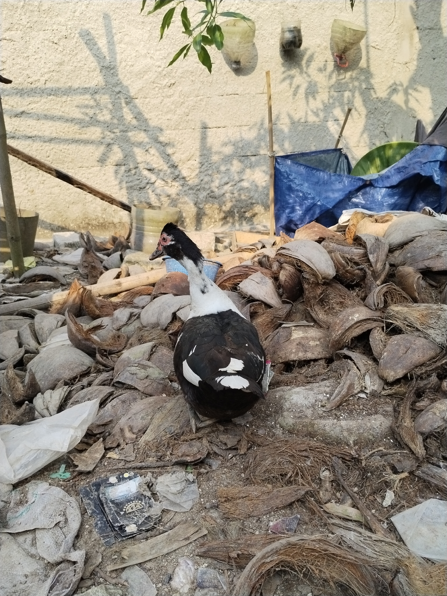 An adult Muscovy duck with black and white plumage stands on a pile of dried coconut husks in an outdoor area, possibly a backyard, in Kampung Baru, Indonesia. The duck is facing away from the camera, looking to the left. The ground is covered with a mixture of coconut husks, debris, and some plastic waste. In the background, a textured, light-colored wall is visible, with shadows cast upon it from overhead foliage and possibly some hanging items, such as repurposed plastic bottles. A blue tarp is partially visible in the background, along with some wooden poles and what appears to be a discarded slice of watermelon. The overall environment suggests an informal or possibly neglected outdoor space.