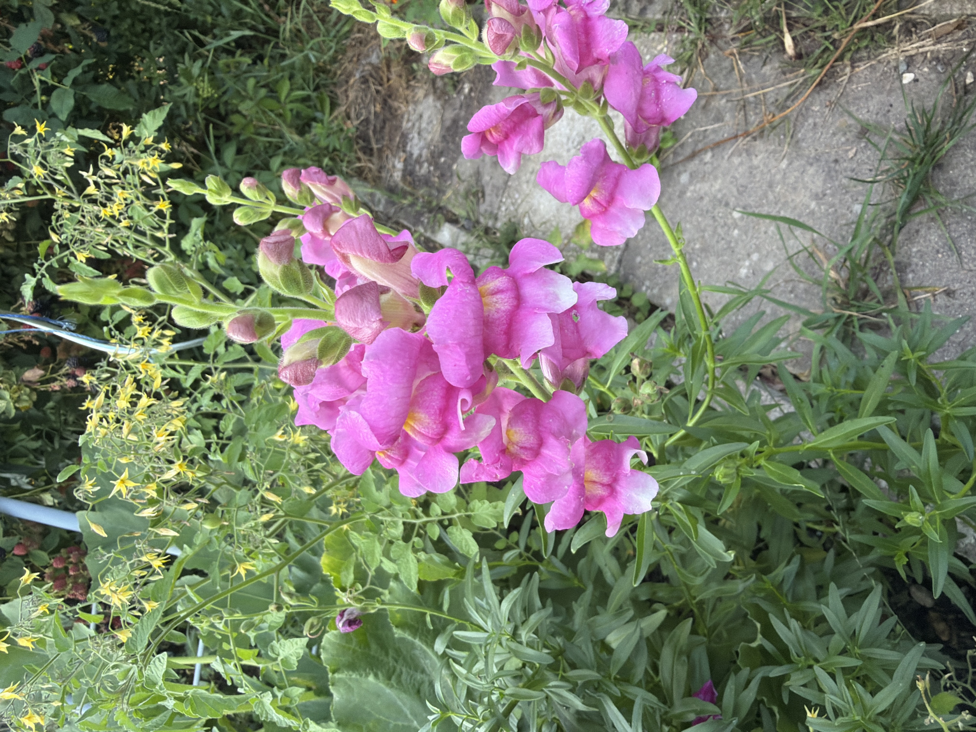 This is a close-up, eye-level, vertical, outdoor photograph of pink snapdragon flowers. The snapdragons are in full bloom, with numerous individual flowers arranged along a tall stalk. Some of the flowers are fully open, revealing their distinctive shape, while others are still buds. The petals are a vibrant pink, with some lighter pink and white accents. The leaves of the snapdragon plants are green and lance-shaped.
In the background, there is lush green foliage, including what appear to be tomato plants with small yellow flowers and some darker berries, possibly blackberries. A section of a grey, rough-textured pathway, possibly concrete or stone, is visible in the lower right quadrant of the image, with sparse grass growing between the cracks. The overall impression is of a vibrant, overgrown garden. The image does not contain any people, animals, or man-made structures that would indicate a specific location in Bayreuth, Germany. The setting is consistent with a private garden or a public green space.