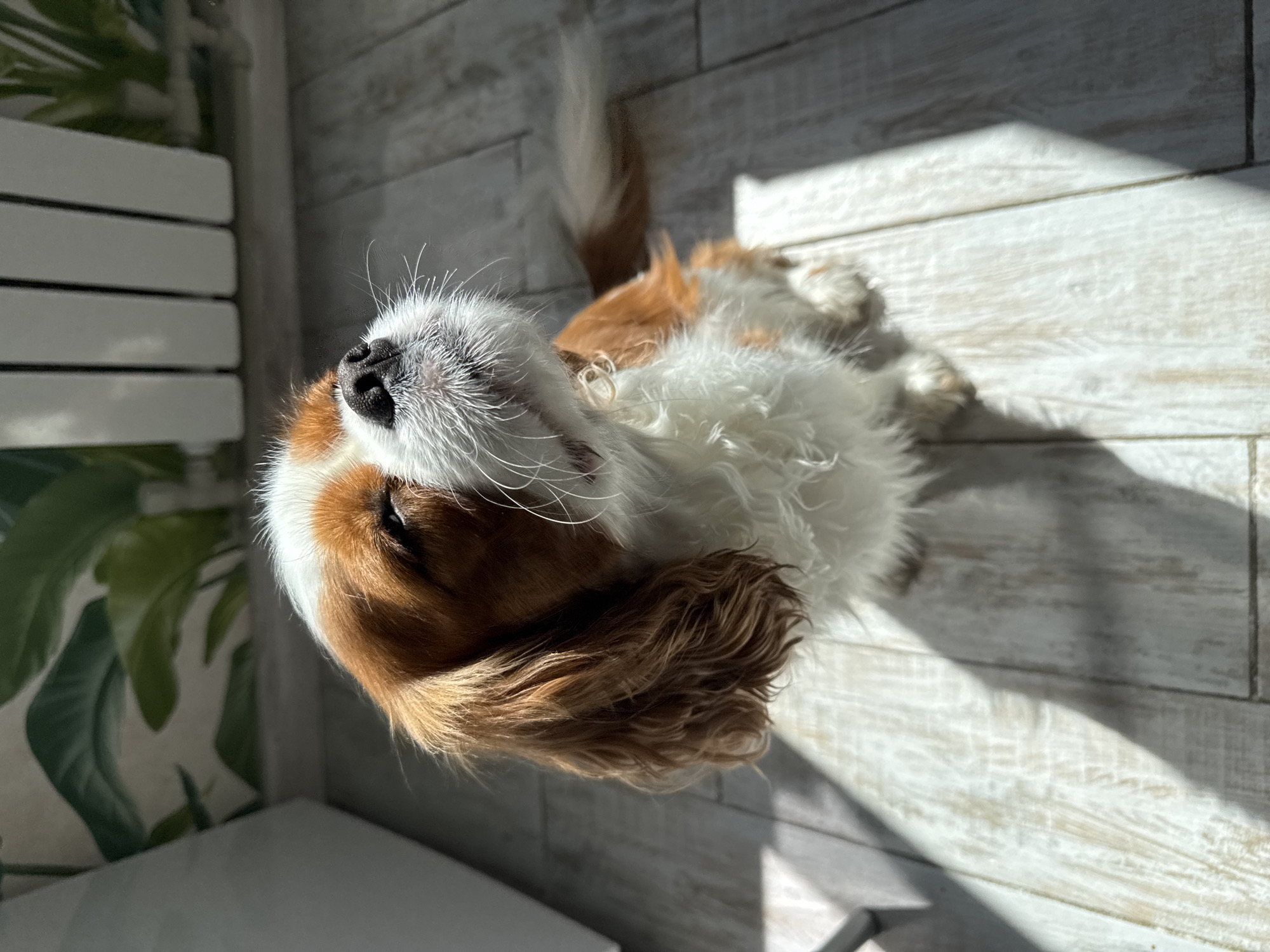 A Cavalier King Charles Spaniel is pictured from a high-angle perspective, sitting on a light-colored wooden floor. The dog has a white and tan coat, with its head tilted upwards and eyes closed as if enjoying the sunlight. The background features a wall with green foliage wallpaper and a white radiator. Sunlight casts distinct shadows across the floor, creating a dynamic lighting effect.
