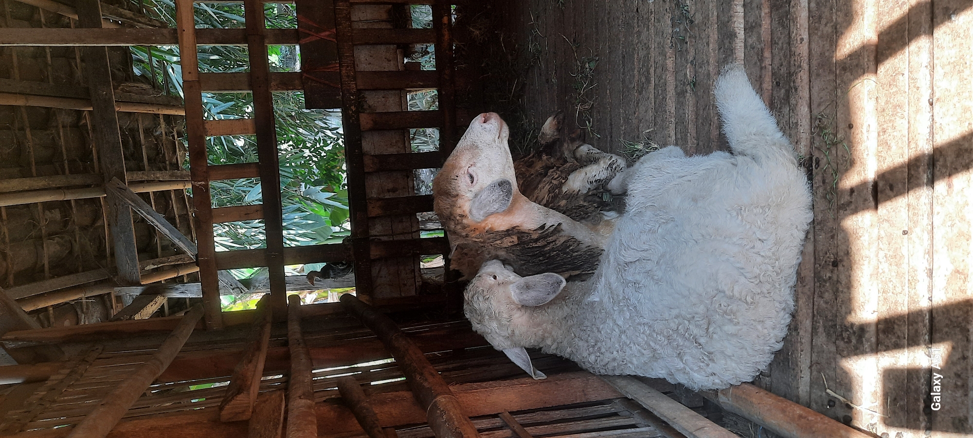 A rustic wooden enclosure, likely a simple shelter for livestock, contains two sheep. The enclosure's walls are constructed from roughly hewn wooden planks and poles, with a thatched roof supported by bamboo beams. Sunlight filters through gaps in the walls, casting striped shadows across the wooden floor, which is littered with straw and some sparse greenery.
In the foreground, a young, white sheep with a very curly fleece is lying down, facing left and nestled against a larger sheep. Its head is turned towards the larger sheep, and its ears are perked forward. The larger sheep, with a light brown and white coat, is lying on its side, facing right. Its head is visible, with its eyes open and looking slightly upwards. The larger sheep appears to have some dirt or mud on its wool.
In the background, through an opening in the enclosure, lush green foliage can be seen, suggesting an outdoor environment. A dark-colored bird, possibly a chicken or a turkey, is perched on a wooden beam near the top of the enclosure. The overall impression is one of a rural setting, likely a farm or a smallholding, given the simple construction and the presence of livestock. The location is specified as Ploso, Indonesia.