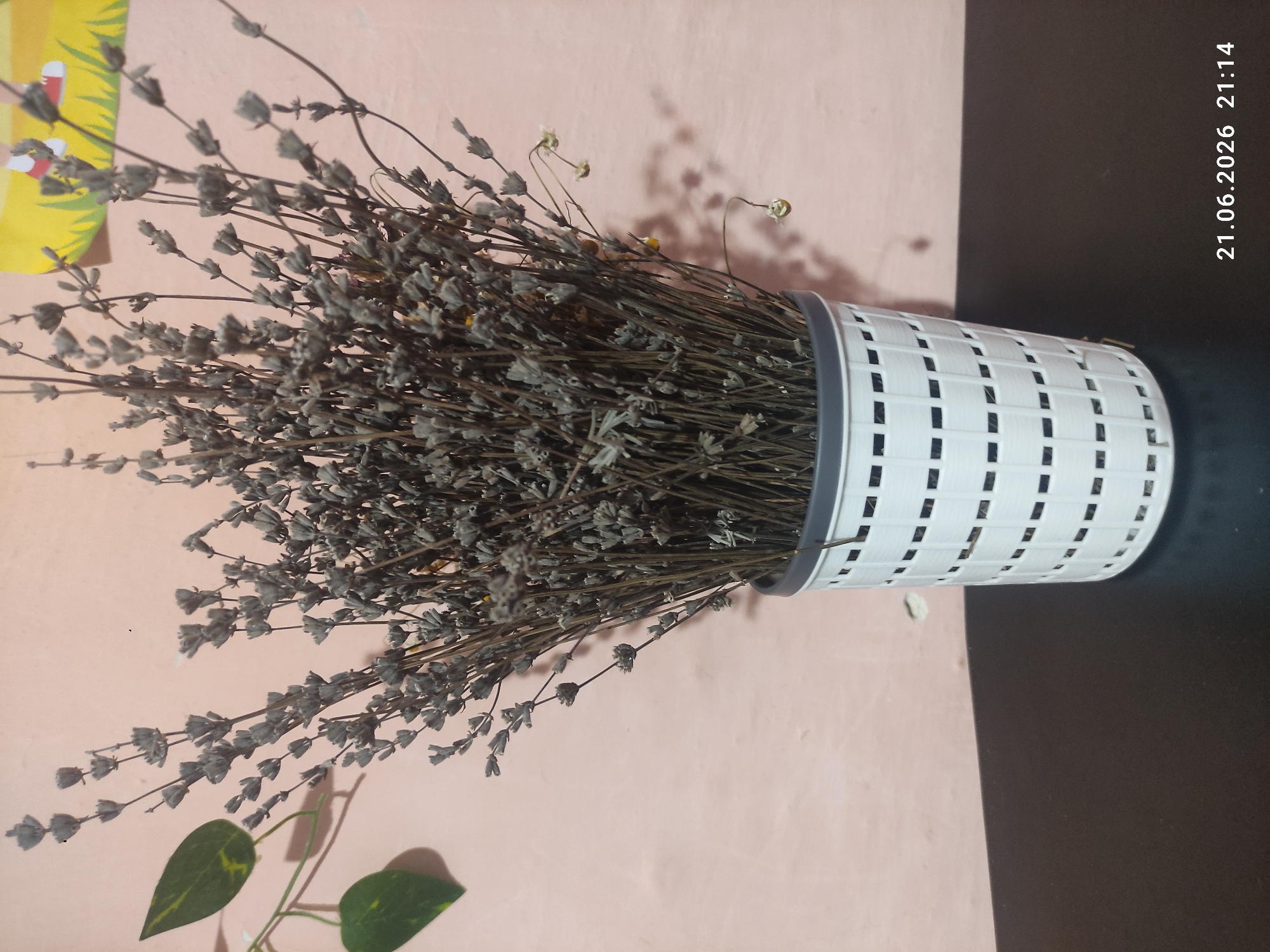 A bouquet of dried lavender is displayed in a white, woven plastic pot. The pot has a gray rim and a grid-like pattern of rectangular openings. The lavender stems are thin and brown, with small, gray buds. Some dried chamomile flowers are also present. To the left of the pot, a green leaf with yellow markings hangs from a vine. The background is a textured pink wall. A dark surface is in the foreground, on which the pot rests. A timestamp in the bottom right corner reads "21.06.2026 21:14". The image appears to be taken indoors.