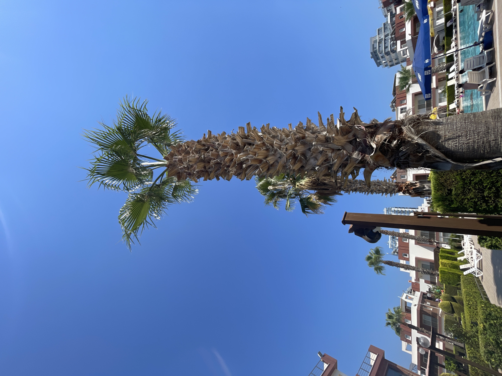In Trikomo, Northern Cyprus, a tall palm tree stands prominently against a clear blue sky, its textured trunk showcasing weathered bark and dry fronds. In the background, modern apartment buildings with white and brown facades are visible, along with lush green hedges and manicured bushes. A swimming pool area, complete with lounge chairs and blue umbrellas, suggests a resort or residential complex. Some individuals are seated by the pool, enjoying the sunny weather. The overall scene depicts a tranquil, resort-like atmosphere in a coastal town.