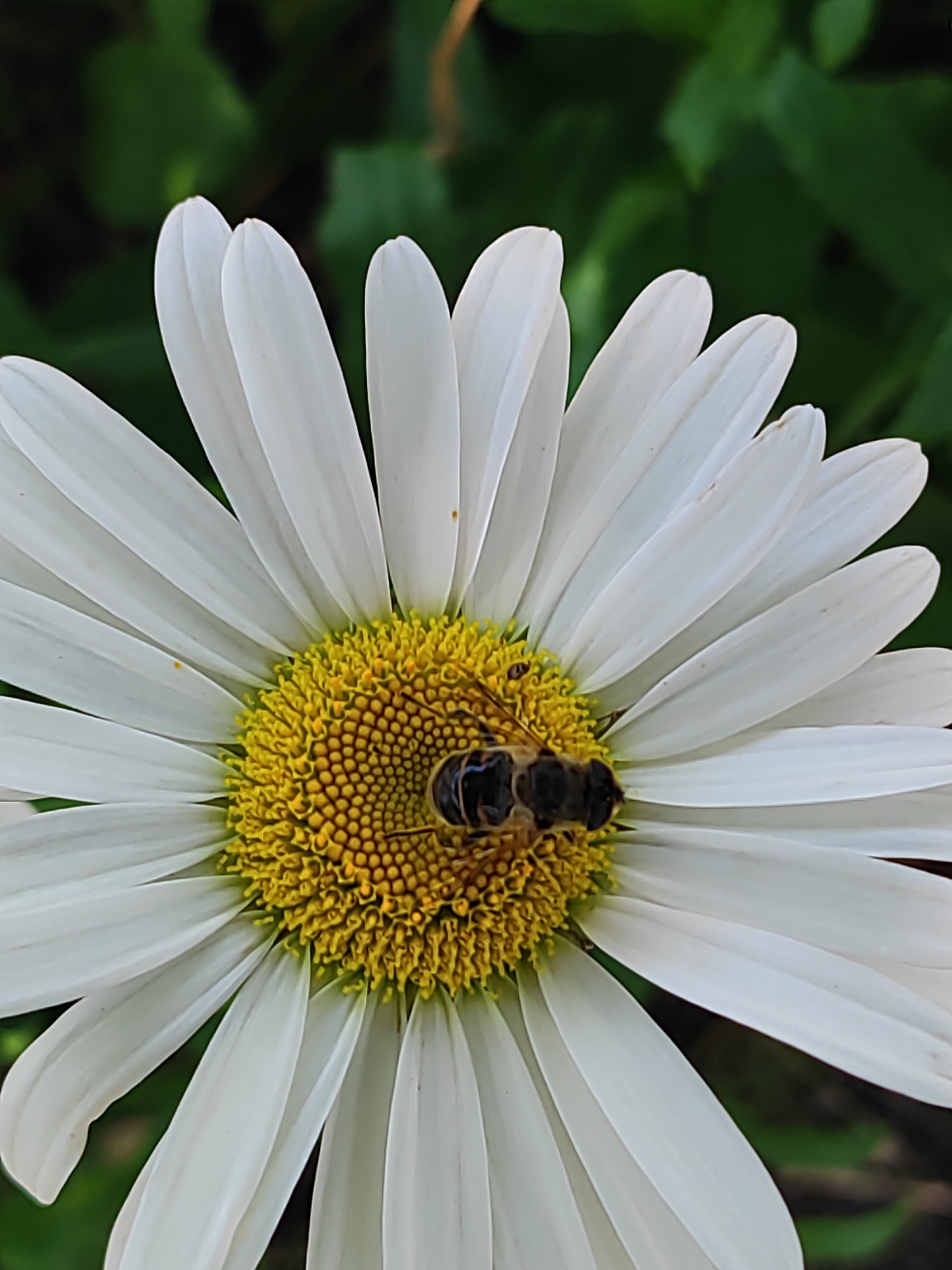 A close-up, eye-level shot shows a bee on a white daisy. The daisy has many thin, white petals radiating from a yellow center filled with tiny florets. The bee, with its black and brown body, is positioned on the yellow center, appearing to be collecting pollen. The background is a soft focus of green foliage, suggesting an outdoor setting, possibly a garden or park. There is no indication of the specific location within Bryukhovetskaya, Russia.