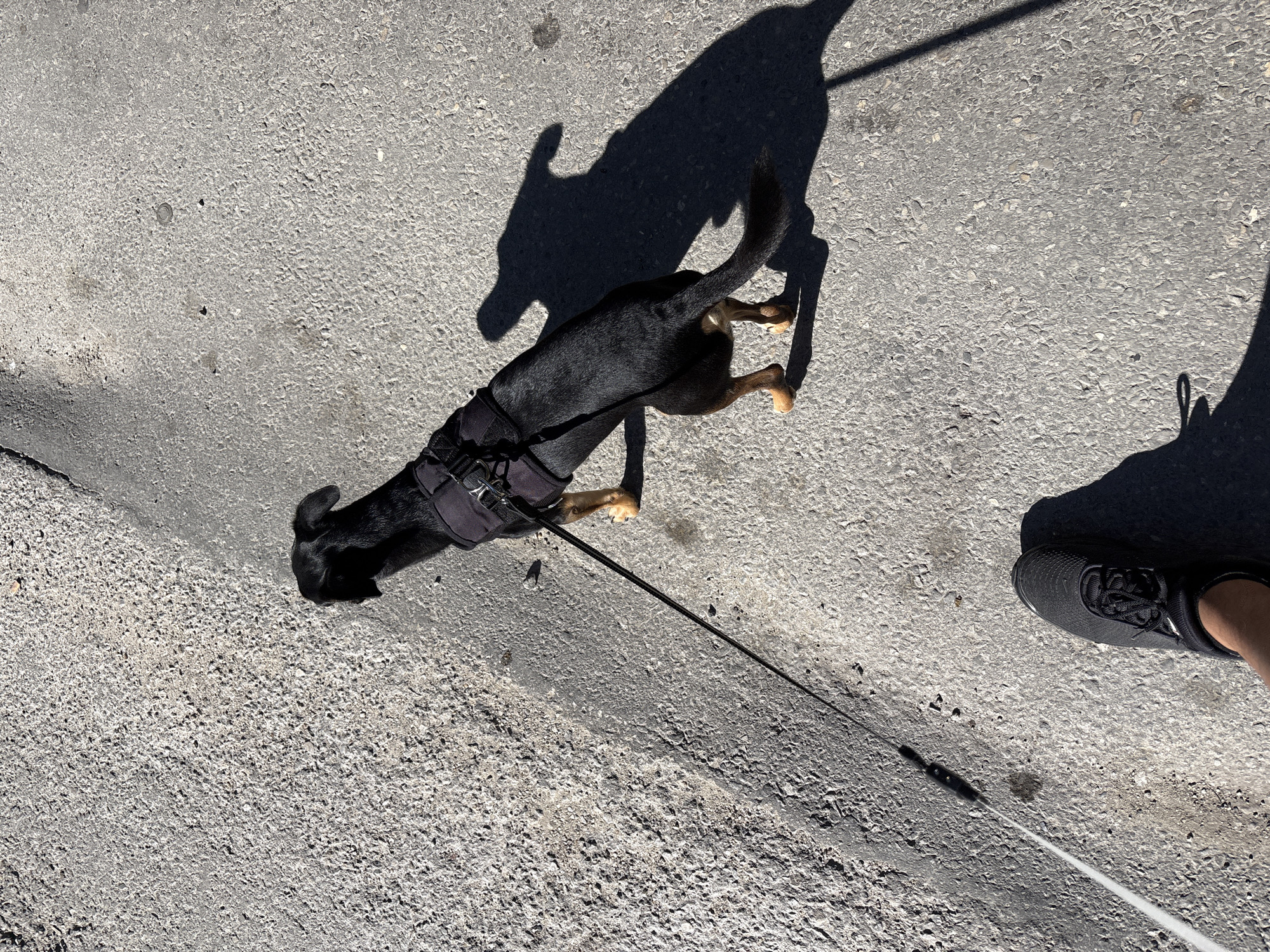 A black dog wearing a black harness is walking on a paved surface, possibly a sidewalk or street, in Varna, Bulgaria. The dog is on a leash, which extends to the left of the frame where a person's foot, wearing a black sneaker, is visible. The ground is a rough asphalt texture, with some debris and shadows cast by the dog and the person. The lighting suggests it is daytime, with a strong shadow indicating a sunny environment. The area appears to be an outdoor urban setting.