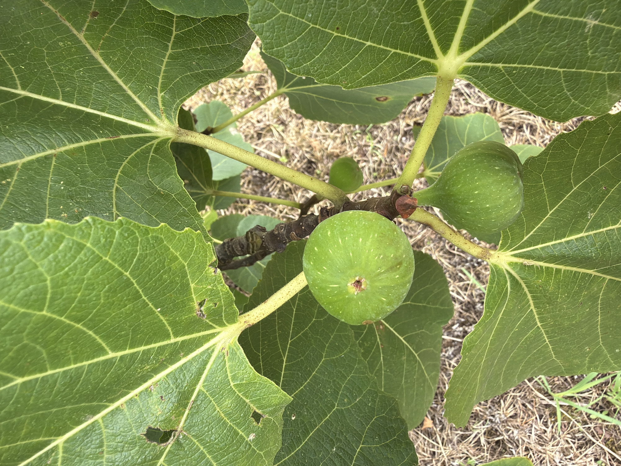 A close-up shot shows two green figs on a tree branch, surrounded by large, green fig leaves. The figs are unripe and have a slightly rough texture with small, white speckles. One fig is round and plump, while the other is pear-shaped and slightly smaller. The leaves are broad with prominent veins and have a slightly worn appearance with some holes and brown spots. The branch is woody and dark brown. The background is out of focus and shows dry, straw-like ground cover with some hints of green grass. The image is taken from above, looking down at the figs and leaves. The scene is likely in a garden or orchard, given the presence of fruit-bearing trees. The exact location within Kobuleti, Georgia, cannot be determined from the image alone.