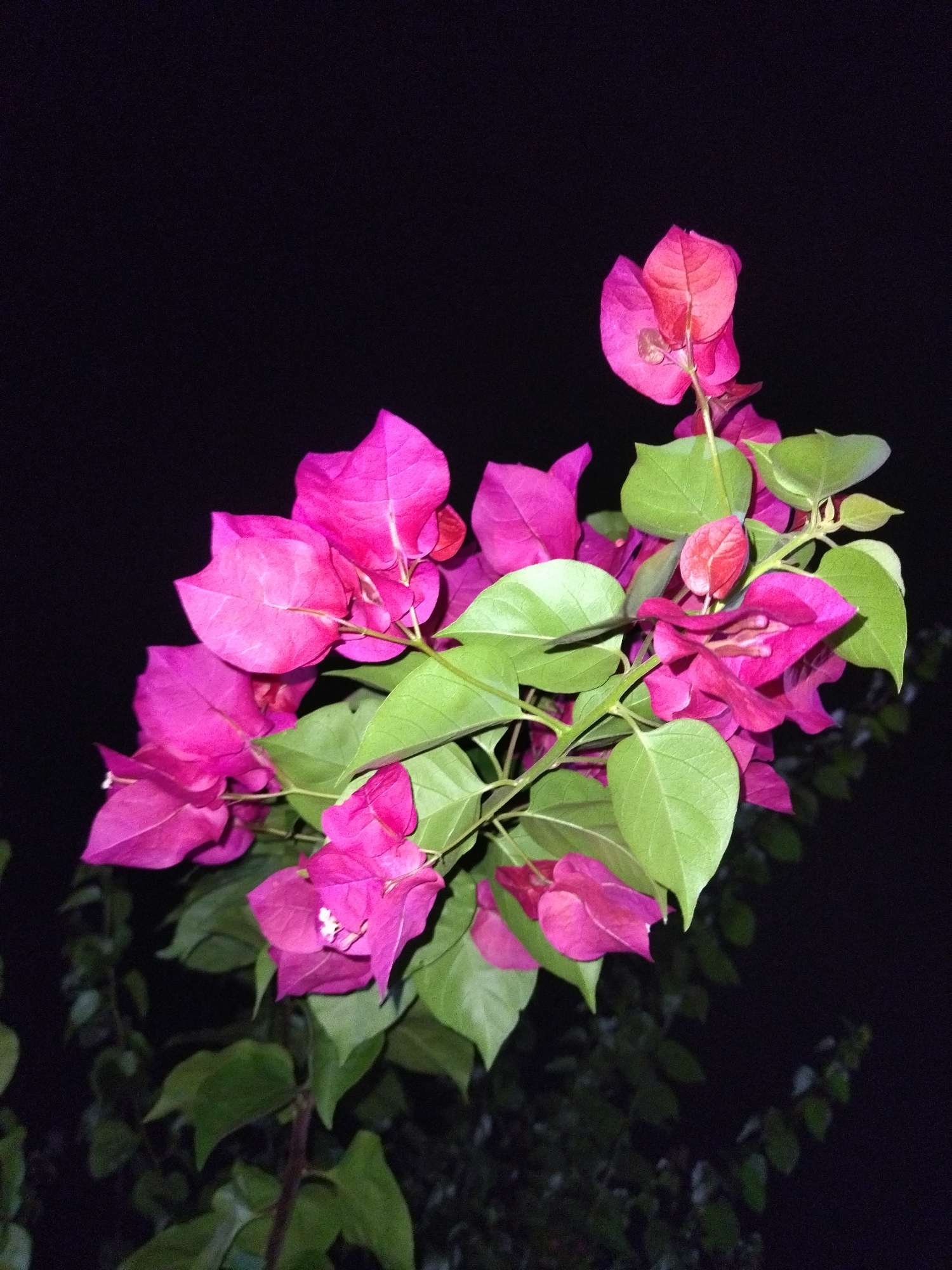 The image depicts a vibrant bougainvillea plant in Tinaquillo, Venezuela, at night. The plant features bright pink bracts surrounding small white flowers, contrasted by green leaves. The background is dark, suggesting a nighttime setting with minimal ambient light. The plant appears to be illuminated by an external light source, highlighting its colors and textures.