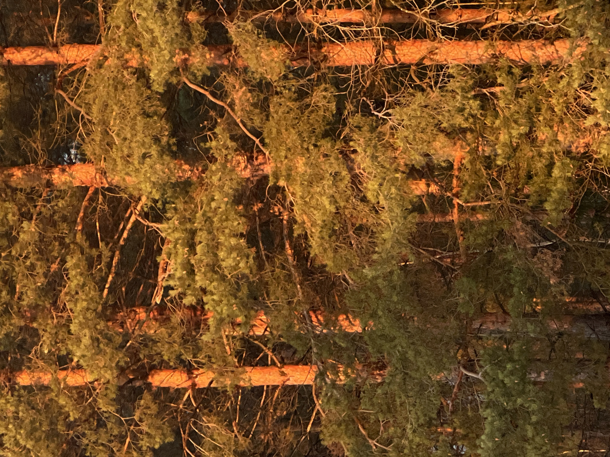 The image depicts a dense forest scene, possibly at dusk or dawn, with pine trees as the dominant feature. The trunks of the trees are a warm, reddish-brown color, while the needles are a muted green, suggesting possible backlighting from a low-angle sun. The branches are intertwined and create a complex pattern against the dark background, partially obscuring the sky. Given the location as Chaikovsky, Russia, it is plausible this is part of the coniferous forest or Taiga that is prevalent in the region. There are no visible people, subjects, or objects in this scene. Actions, interactions, and environmental factors remain undefined as they are not visible from the photographic evidence provided.