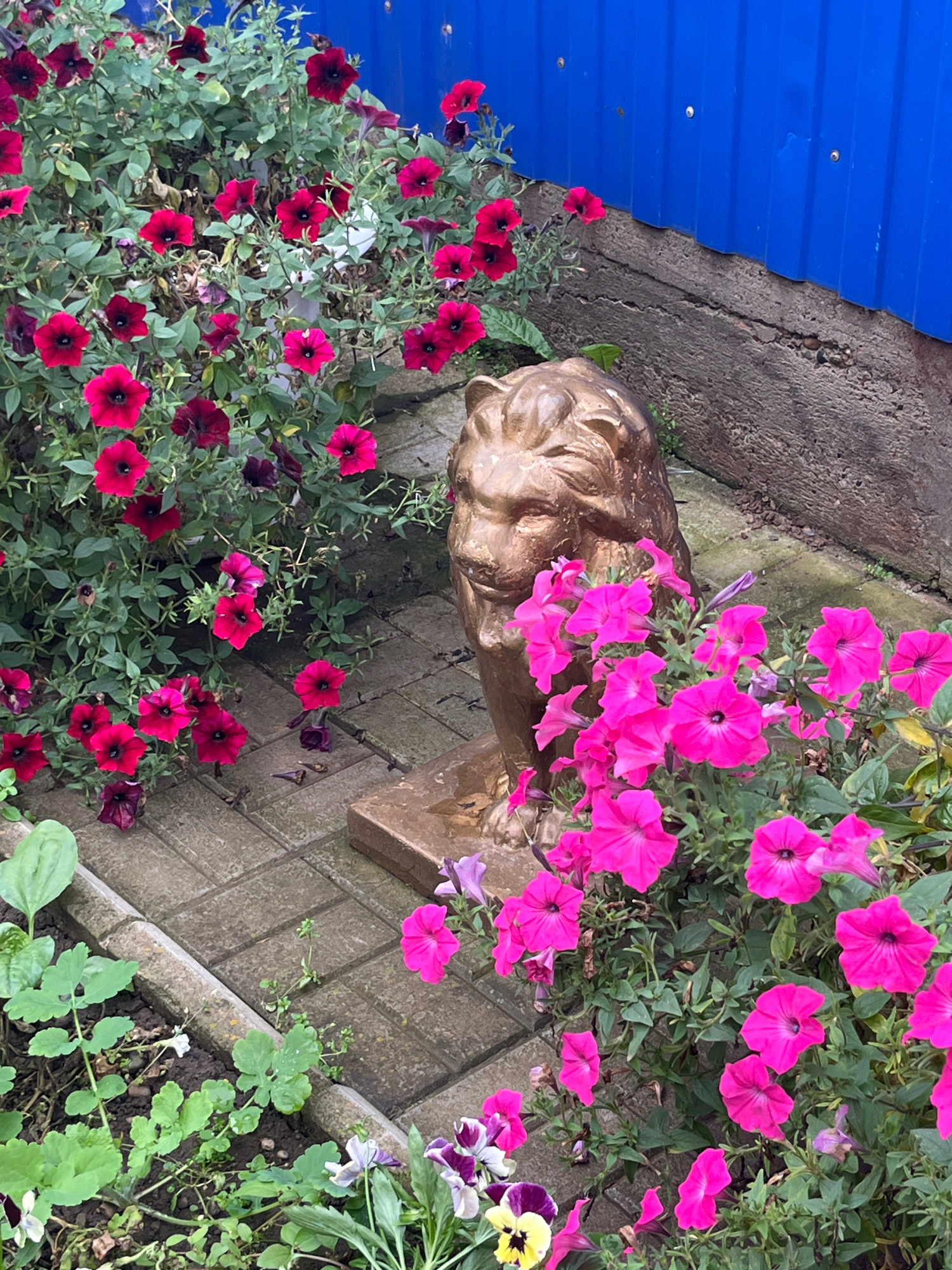In the city of Шевырялово, Russia, a close-up, high-angle shot captures a decorative garden scene. The foreground is dominated by vibrant pink petunias and a golden lion statue, its head and mane clearly visible. Behind the flowers and statue, a textured concrete wall forms the base of a bright blue metal fence. The ground is paved with interlocking grey bricks, interspersed with dark soil containing various green plants and smaller, colorful flowers such as pansies. The overall impression is one of a well-maintained outdoor space with floral decorations.