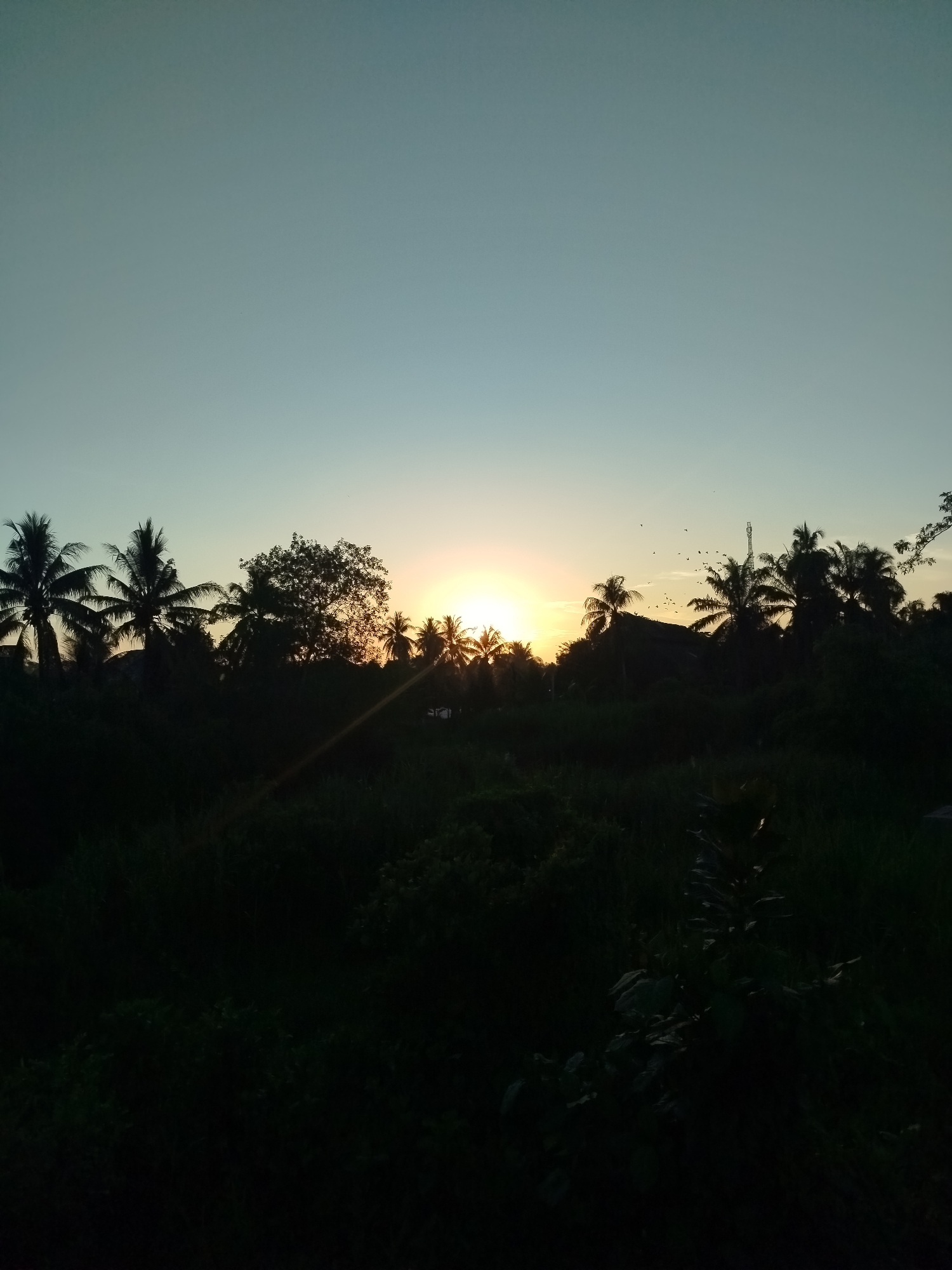 The image depicts a sunset scene in Lawang, Indonesia. The sun is positioned centrally in the horizon, partially obscured by silhouetted trees, primarily palm trees. The sky is a gradient from pale blue at the top to orange and yellow near the horizon. A flock of birds is visible flying near the horizon. The foreground consists of dense, dark vegetation. The scene is tranquil and natural with no human presence.