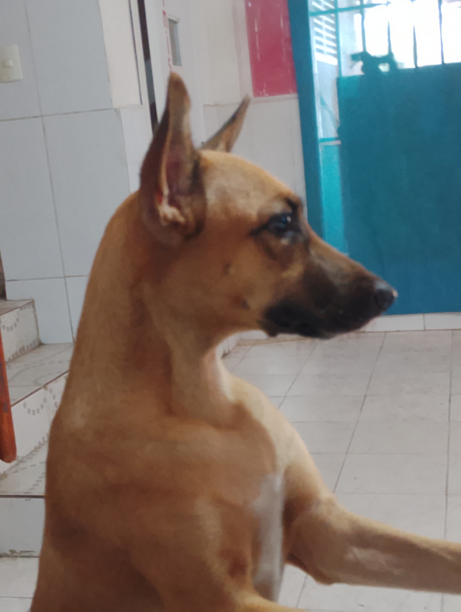 A brown dog stands inside a building with tiled floors and walls, likely a residence, in Pampatar, Venezuela. The dog faces right and has erect ears. A turquoise-colored door is visible in the background. A set of stairs is seen in the left background.
