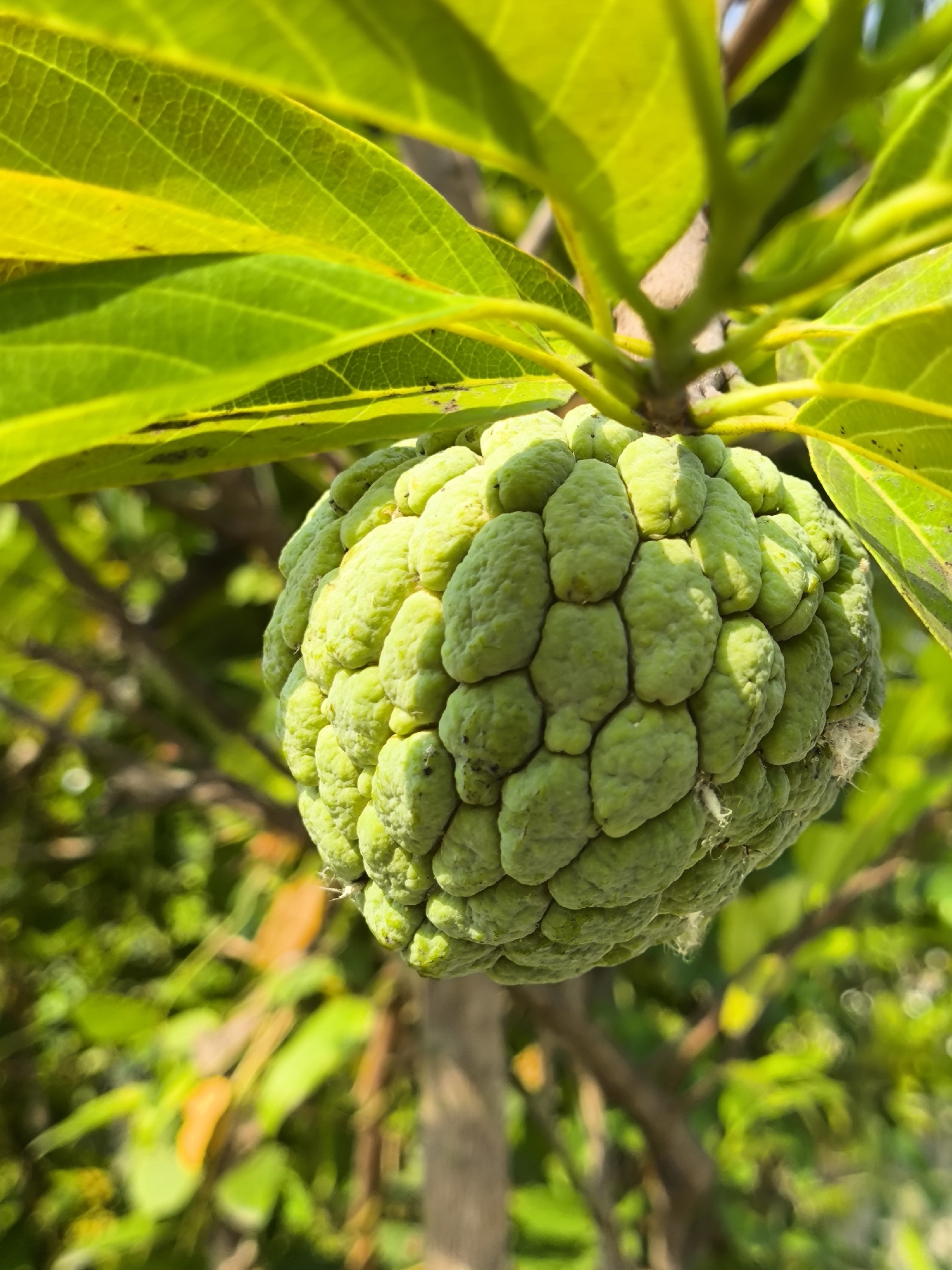 An unripe, green custard apple (Annona reticulata) hangs from a tree branch amidst bright green leaves, its segmented skin clearly visible. The background consists of a soft-focus blur of more foliage, suggesting an outdoor environment, likely a garden or orchard. The lighting is bright, indicating a sunny day. The location is Cilegon, Indonesia.