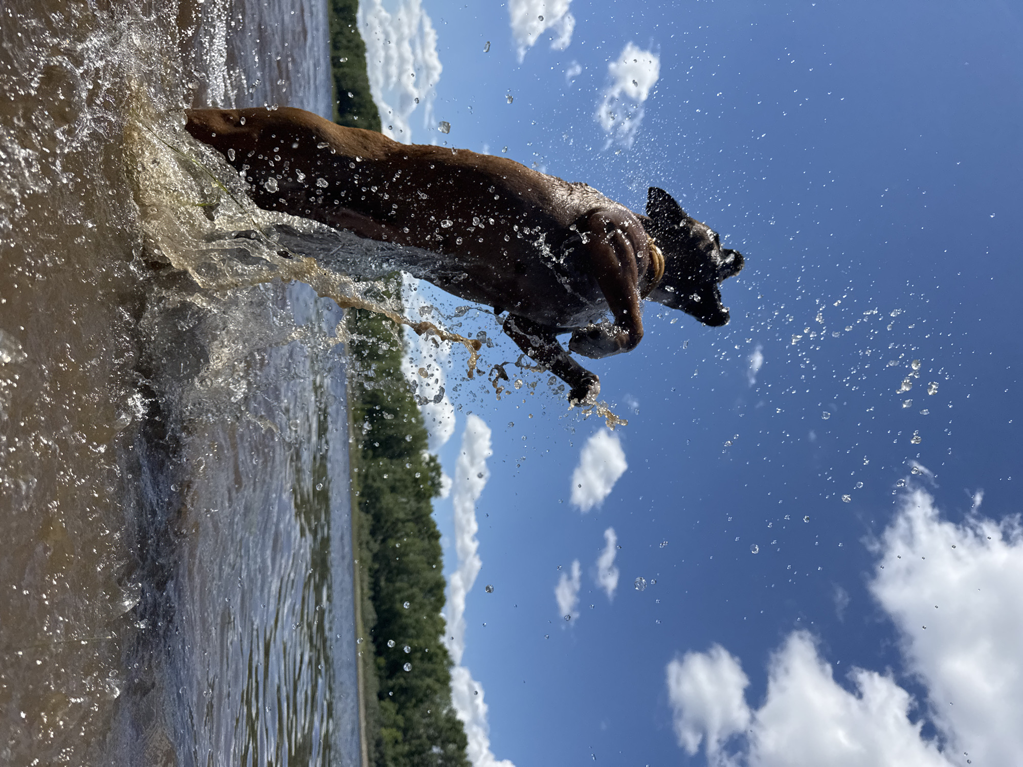 A medium-sized, dark brown dog leaps from the water of a lake, its body arched mid-air, with water spraying around it. The dog is silhouetted against a bright blue sky dotted with fluffy white clouds. In the background, a dense line of green trees borders the far bank of the lake. The water is a murky brown, with ripples and splashes indicating the dog's dynamic movement. This scene is likely taking place at the Kama River embankment in Chaikovsky, Russia, a popular spot for recreation during warmer months. The dog appears to be a boxer or a similar breed, and its paws are extended as it attempts to catch something in the air or simply enjoys the playful splash. The focus is on the action and the dog's energetic leap, capturing a moment of pure canine joy in a natural setting.