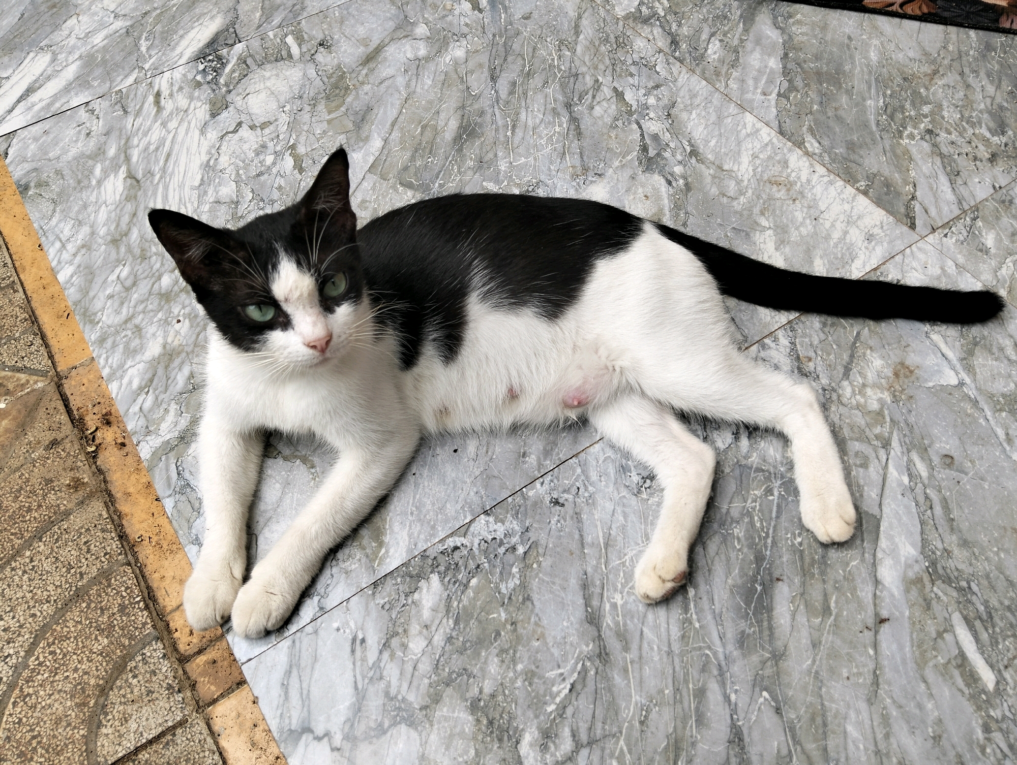 A black and white cat lies on a marble-tiled floor. The cat is facing the camera, with its body stretched out to the right. Its fur is predominantly white with black markings on its head, back, and tail. The cat has green eyes and white whiskers. The marble floor has a gray and white patterned surface. To the left of the cat, there is a section of textured, brownish-yellow paving stones. This scene appears to be outdoors in an urban environment, potentially in Cileungsi, Indonesia, given the marble tiling often found in public areas or homes there.