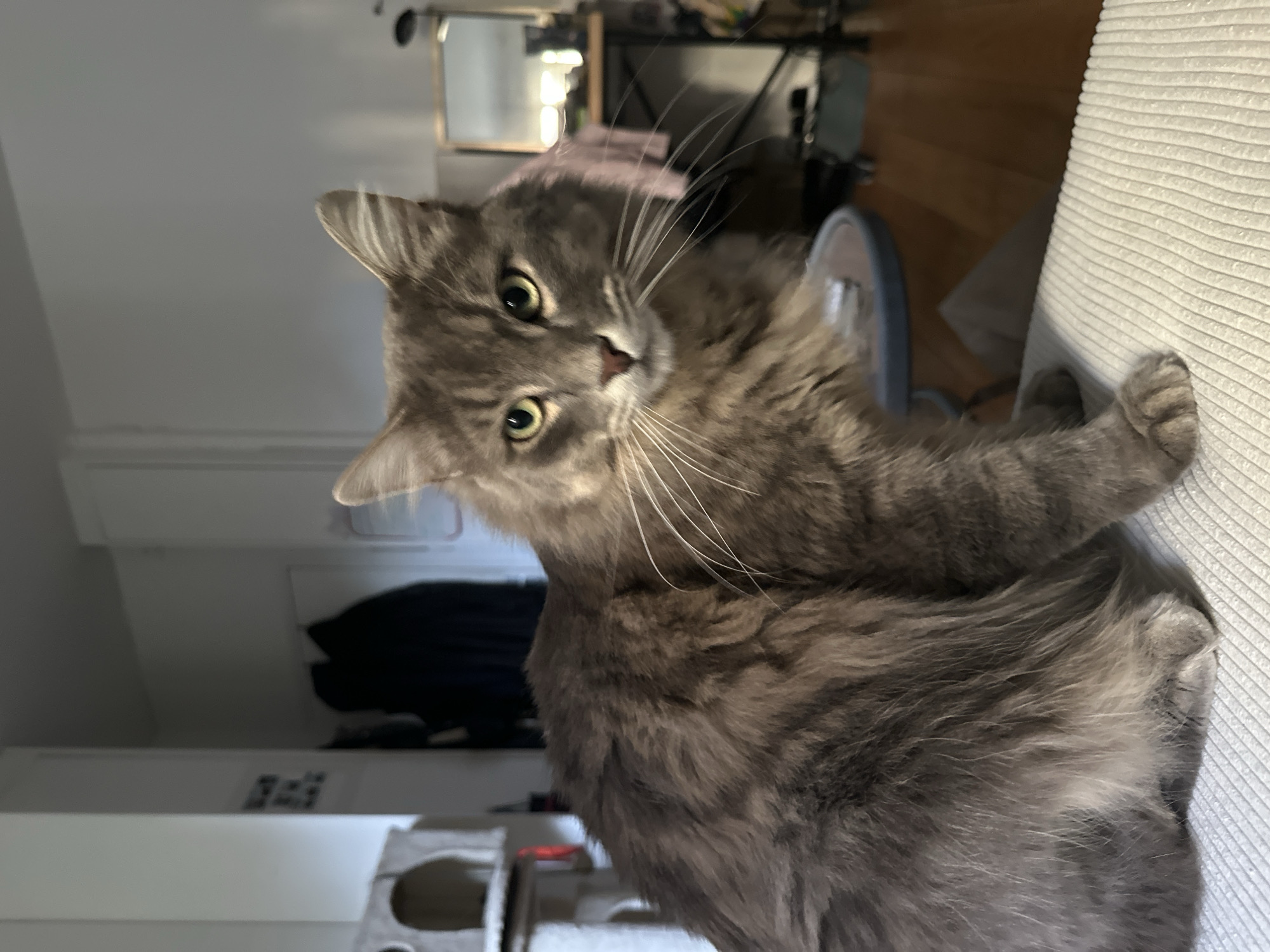 A medium-haired gray cat with green eyes is perched on a light-colored, textured surface, likely a chair or sofa. The cat's head is tilted to the side, looking directly at the viewer. In the background, a room interior is visible, including a desk, mirror, wooden flooring, a white storage unit with dark clothing inside, and a cat tree. There is no indication of the city of Paris, France, in the image.