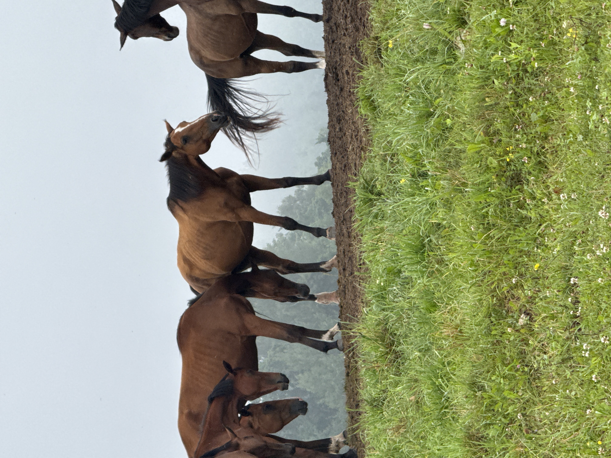 A herd of six brown horses is standing on a muddy ridge, with lush green grass in the foreground. The horses are mostly facing away from the camera, with their heads down, suggesting they might be grazing or resting. The background is obscured by a thick fog, with faint outlines of trees visible. The overall scene is tranquil and natural, suggesting a rural or semi-rural setting. The image is taken from a low angle, emphasizing the horses and the green landscape.