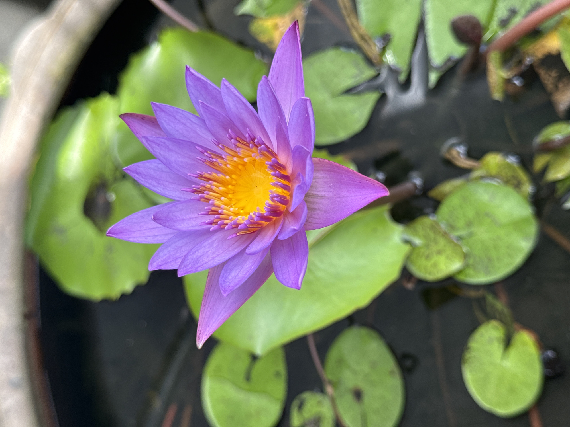 A close-up, overhead shot captures a vibrant purple water lily with a bright yellow and orange center, floating in dark water amidst green lily pads. The surrounding area appears to be a planter or pond, possibly in a residential garden setting in Si Sunthon, Thailand. The focus is sharp on the flower, with the lily pads and water providing a softer background. No people are visible in the frame.