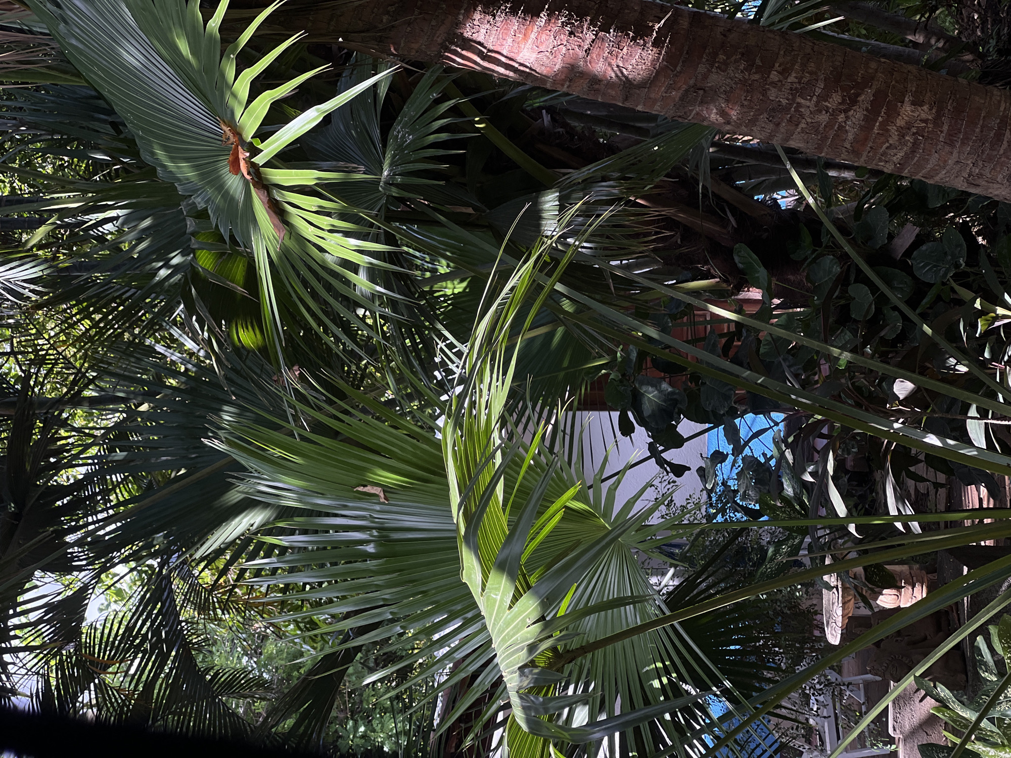 The image is a low-angle, close-up shot of lush green palm fronds and a section of a palm tree trunk. The leaves are large and fan-shaped, with many individual fronds radiating outwards. Sunlight filters through the leaves, creating dappled light and shadows. The texture of the palm tree trunk is rough and fibrous, with visible vertical striations. In the background, hints of foliage and possibly a building or structure can be seen, with a patch of bright blue visible in the upper right quadrant, suggesting the sky. The overall impression is one of dense, tropical vegetation. The lighting suggests it is daytime, with the sun high enough to cast distinct shadows. No people, text, or specific activities are depicted. The scene evokes a sense of being immersed in a natural, verdant environment, typical of a tropical or subtropical location like León, Nicaragua.