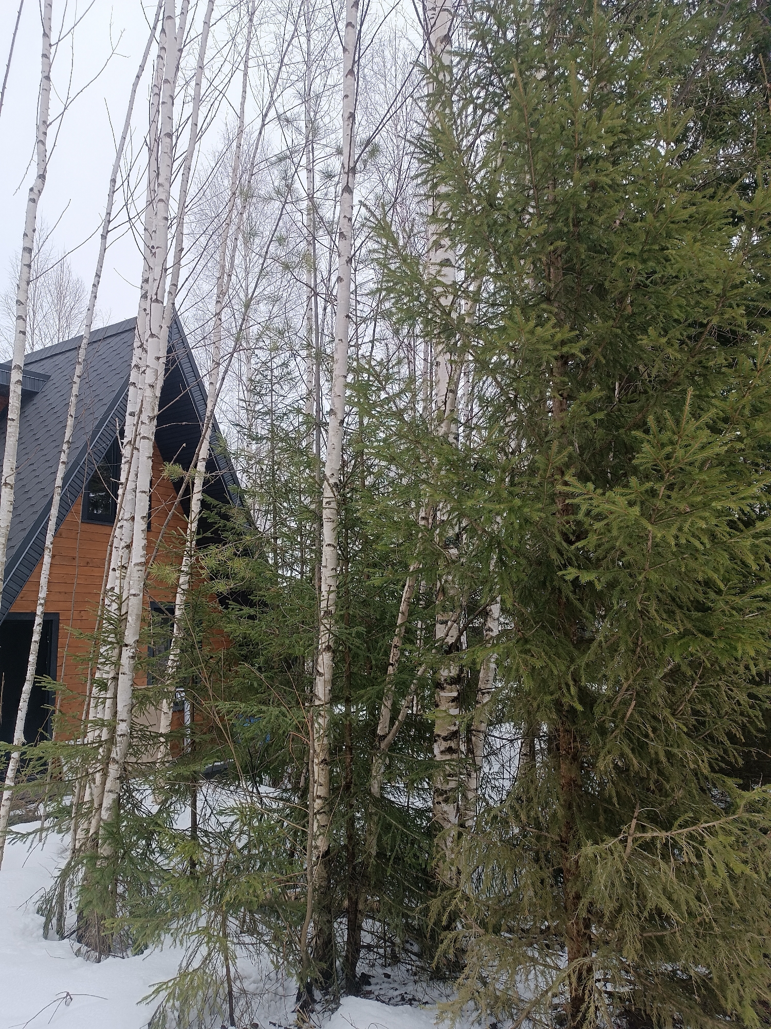 The image shows a dwelling in Sepych, Russia, partially obscured by a mix of birch and evergreen trees in a snowy environment. The dwelling features a dark-colored, gabled roof and light-colored wooden siding with dark trim. The foreground is snow-covered ground interspersed with tree trunks. The sky is overcast. No people are visible in the image.