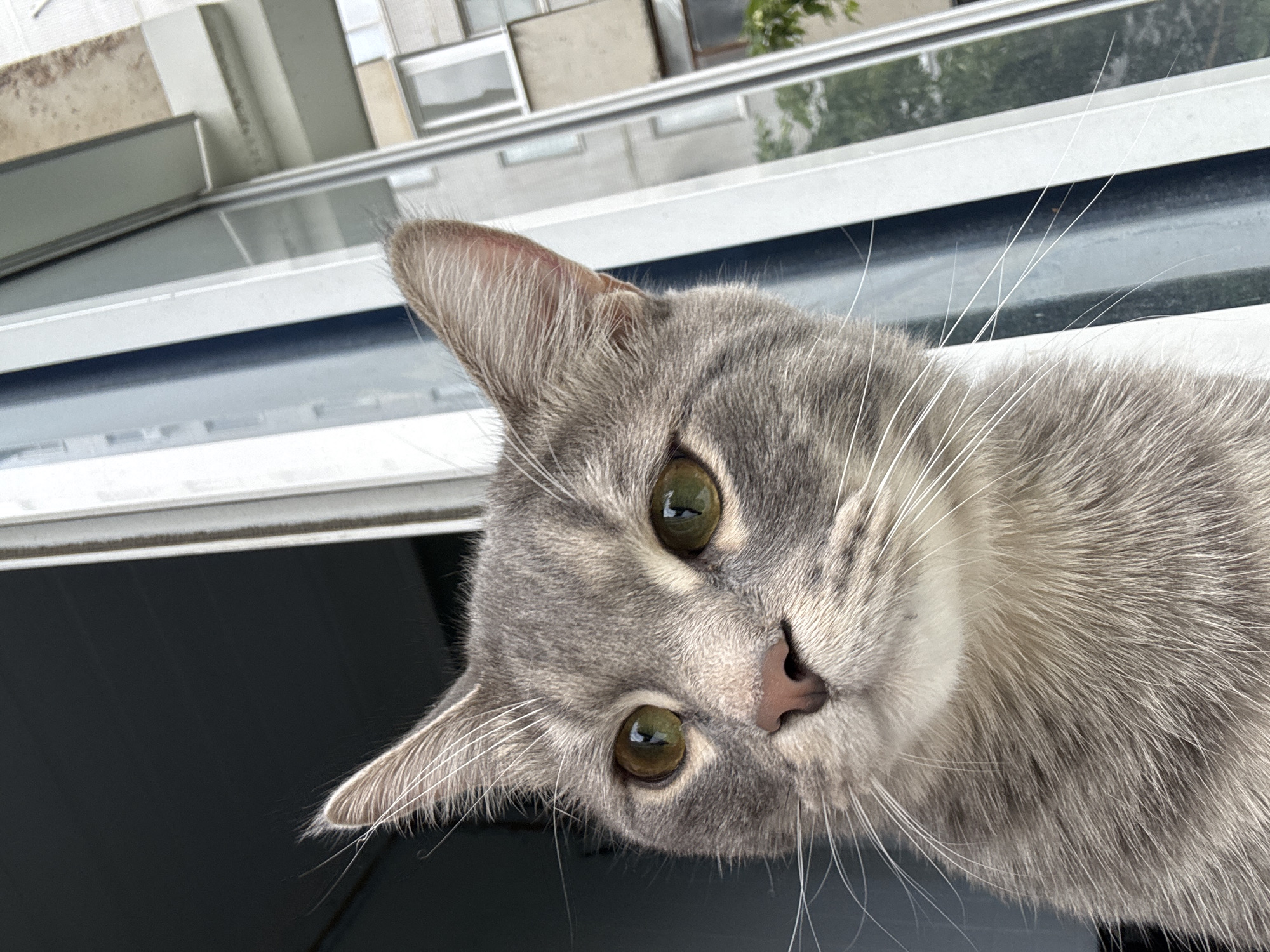 A close-up, eye-level, vertical shot captures a grey tabby cat with striking green eyes peering out from what appears to be a window. The cat's head and upper chest are visible, with its gaze directed slightly off-camera to the left. Its fur is predominantly grey with darker tabby markings on its face and ears. The cat has long white whiskers that fan out from its muzzle.
Behind the cat, the scene transitions to the exterior. A tall building with multiple windows and balconies is visible, suggesting an urban environment. The building's facade is light-colored, possibly concrete or painted brick, with some balconies featuring dark railings and a few with greenery. The architectural style suggests a residential or possibly an older institutional building. Sunlight appears to be coming from the right, casting subtle highlights on the cat's fur and the building's exterior. The overall impression is one of a domestic animal observing its surroundings from a safe vantage point.