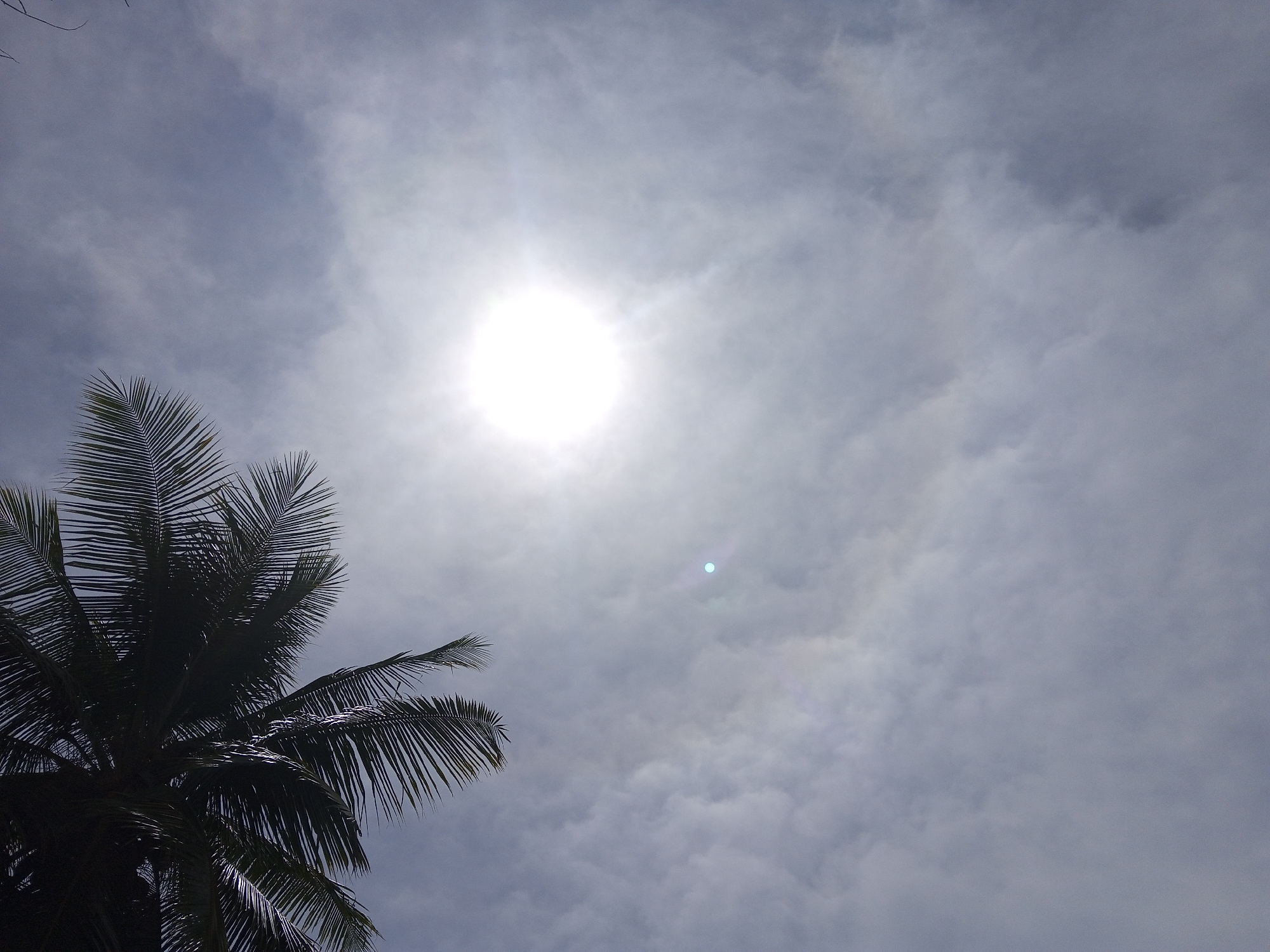 The image depicts a view looking upwards, likely in Palohigeuh, Indonesia. A coconut palm tree is visible in the lower left corner, its fronds extending upwards and across the frame. The sky is overcast with thin, grey-white clouds. The sun is positioned high in the sky, obscured by the clouds but still emitting a bright, diffused light. A faint, circular glare is visible below the sun.