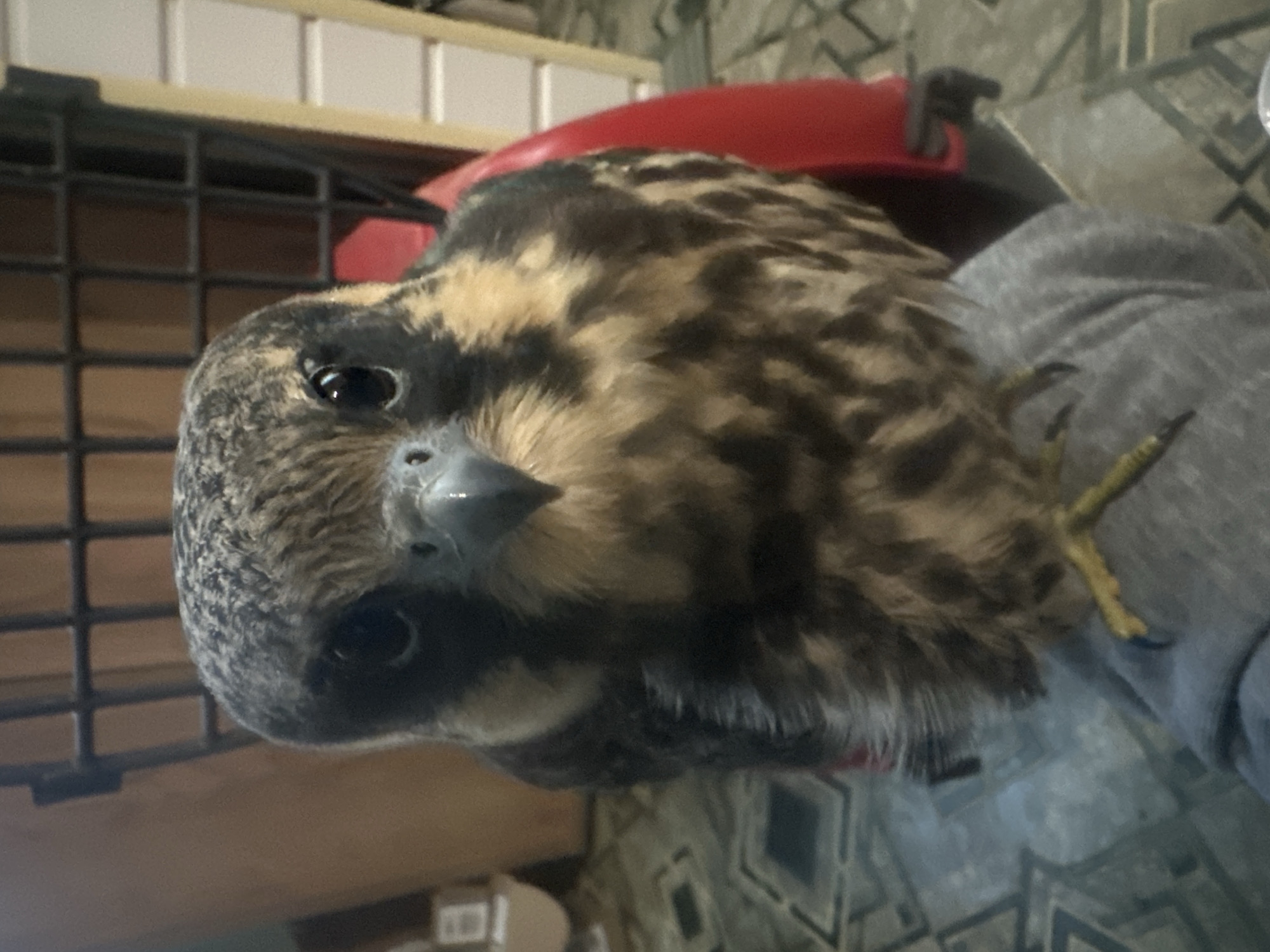 A juvenile peregrine falcon is perched on a person's leg, its talons gripping the fabric of their gray pants. The bird's plumage is a mix of brown and tan mottling, with darker markings on its head and wings. Its dark eyes are wide and alert, and its beak is a light gray color. The falcon is looking directly at the camera. In the background, a red object, possibly a piece of furniture or a carrier, is visible, as is a portion of a black metal cage. The floor is tiled with a geometric pattern in shades of gray and blue. The lighting suggests an indoor setting, likely in a home.